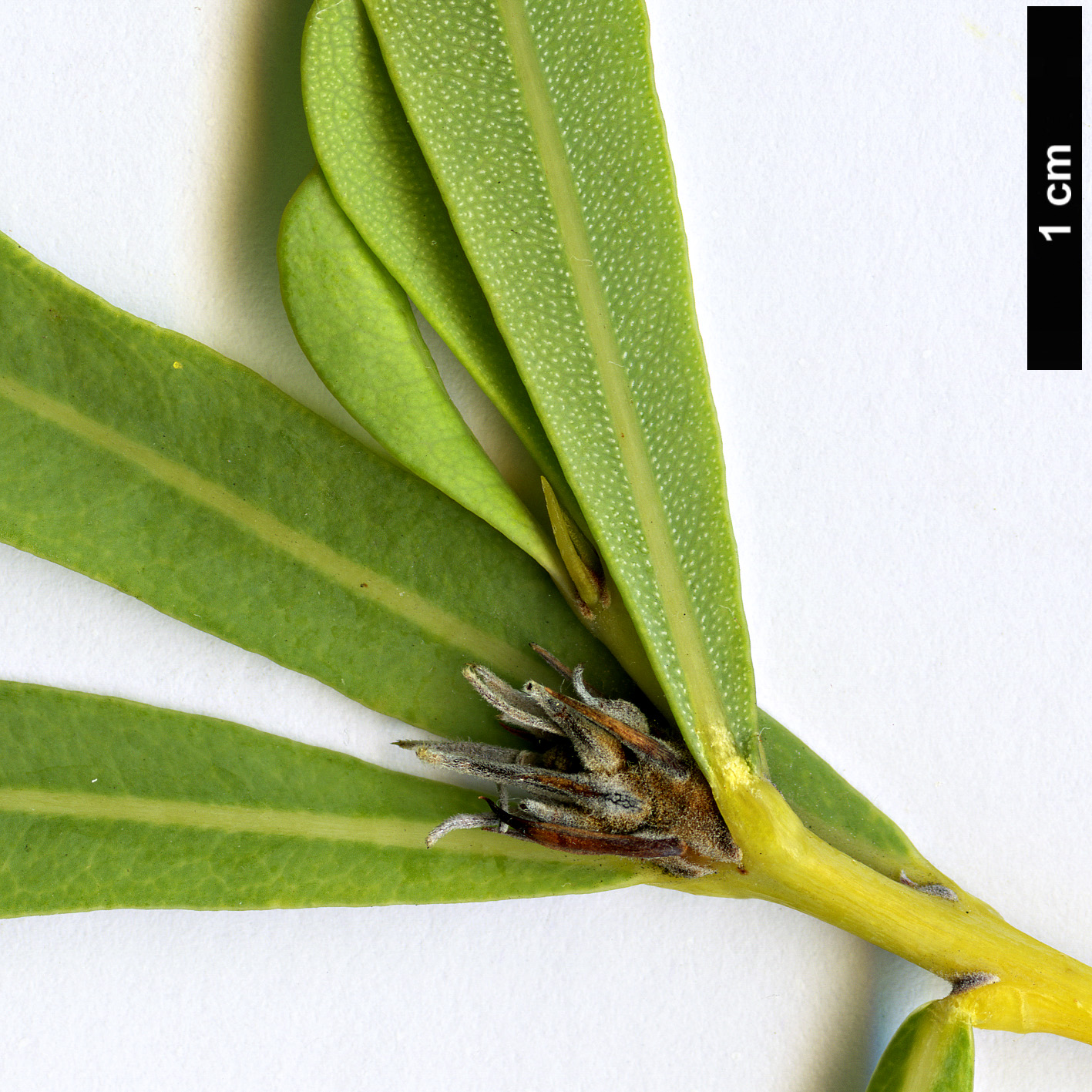 High resolution image: Family: Proteaceae - Genus: Banksia - Taxon: oreophila