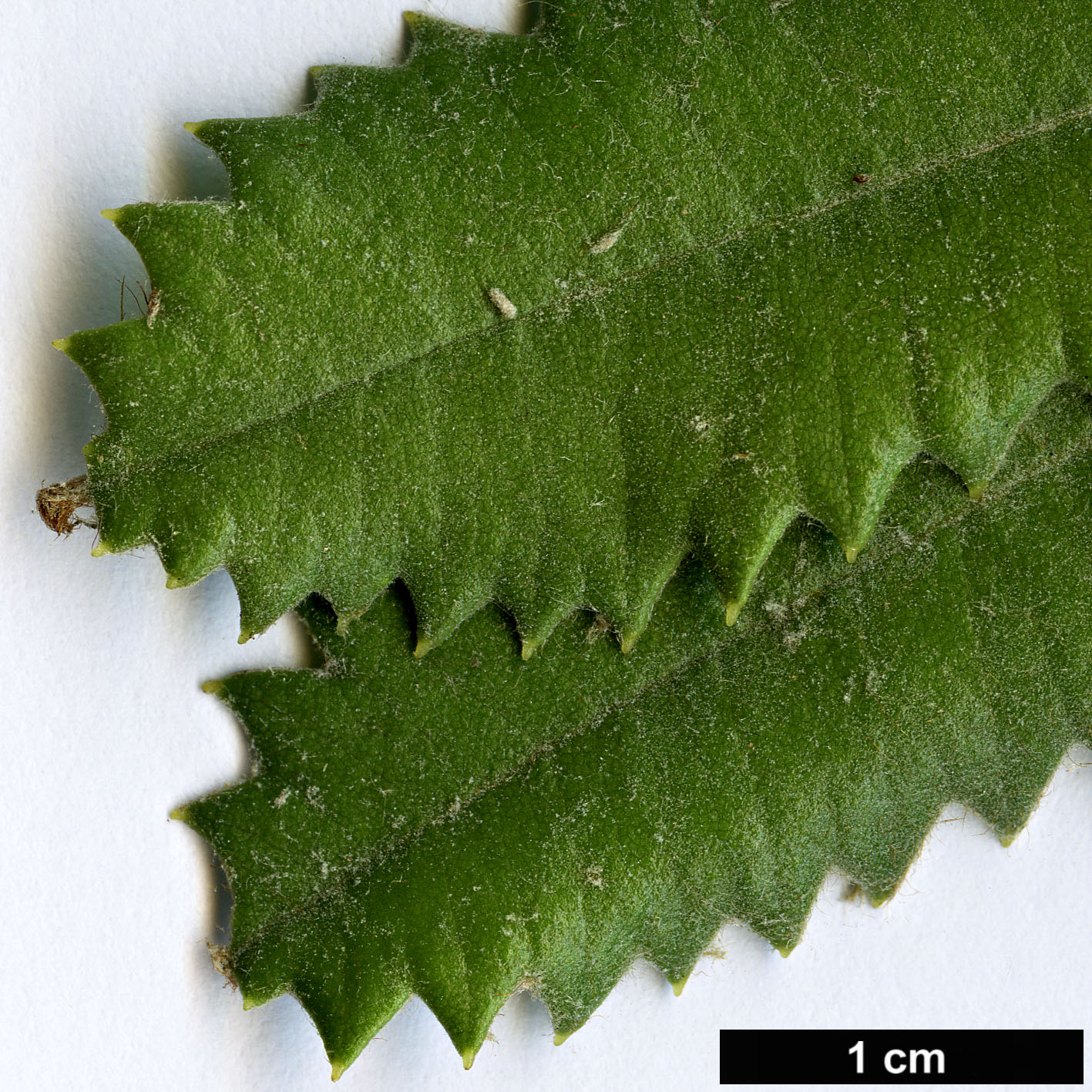 High resolution image: Family: Proteaceae - Genus: Banksia - Taxon: ornata