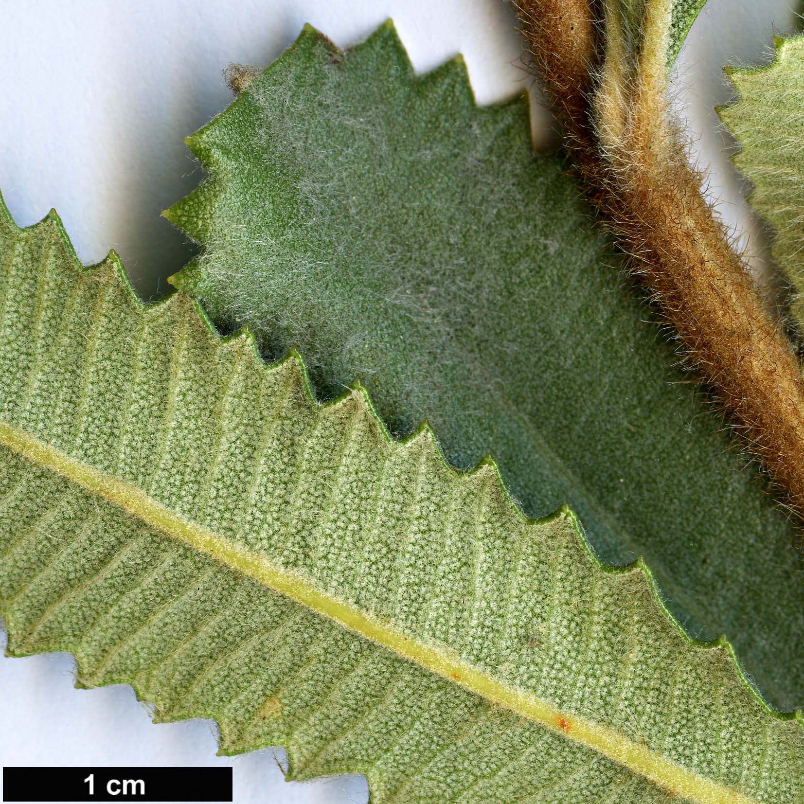 High resolution image: Family: Proteaceae - Genus: Banksia - Taxon: ornata