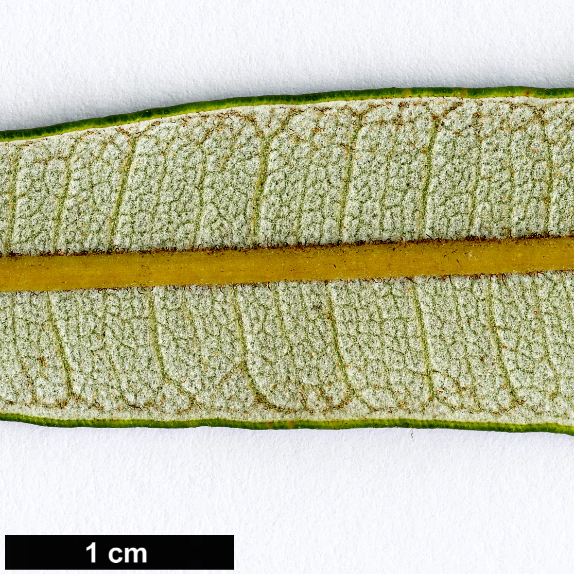 High resolution image: Family: Proteaceae - Genus: Banksia - Taxon: plagiocarpa