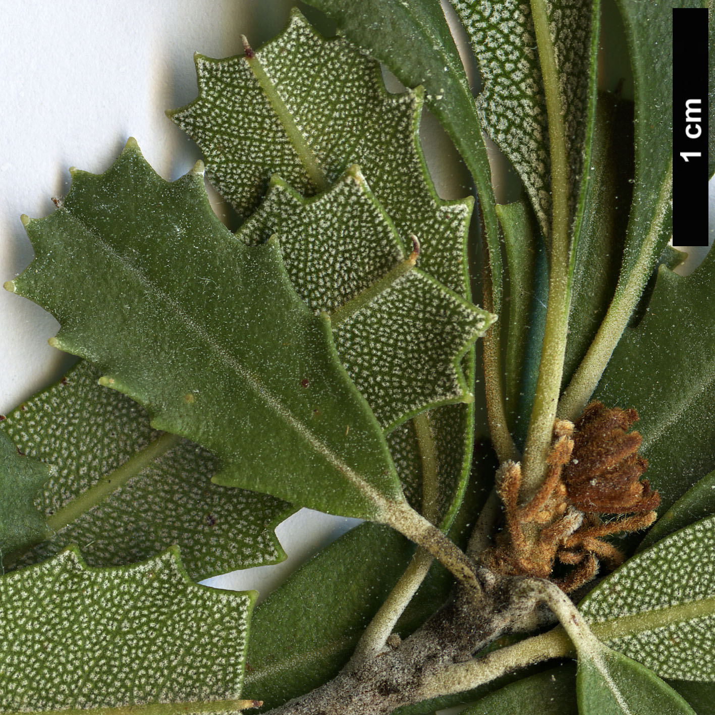 High resolution image: Family: Proteaceae - Genus: Banksia - Taxon: praemorsa