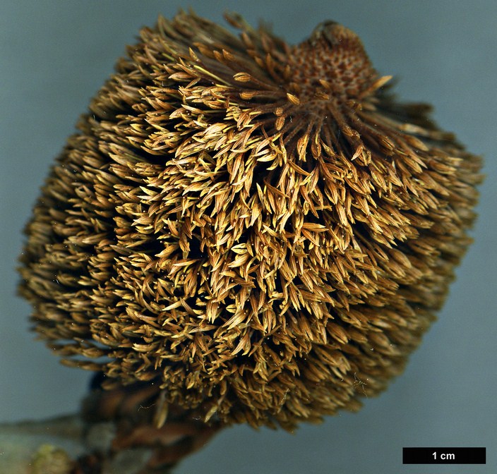 High resolution image: Family: Proteaceae - Genus: Banksia - Taxon: robur