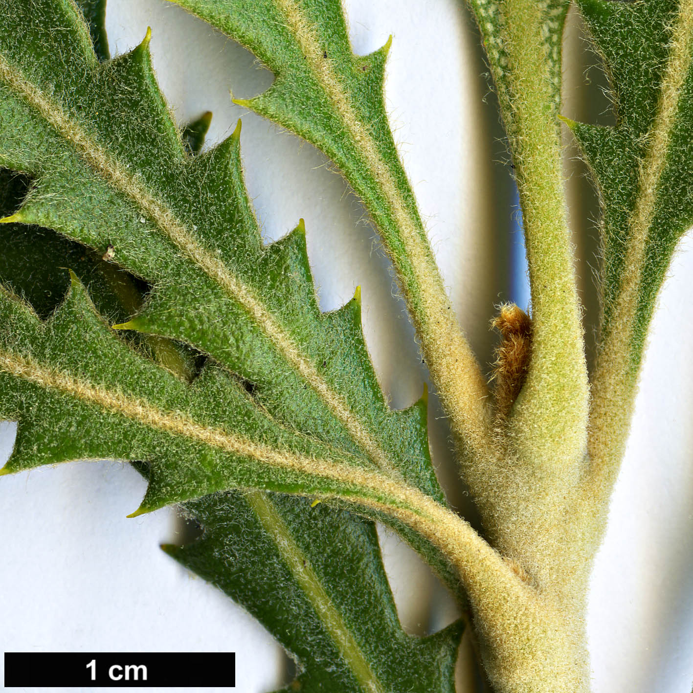 High resolution image: Family: Proteaceae - Genus: Banksia - Taxon: rosserae