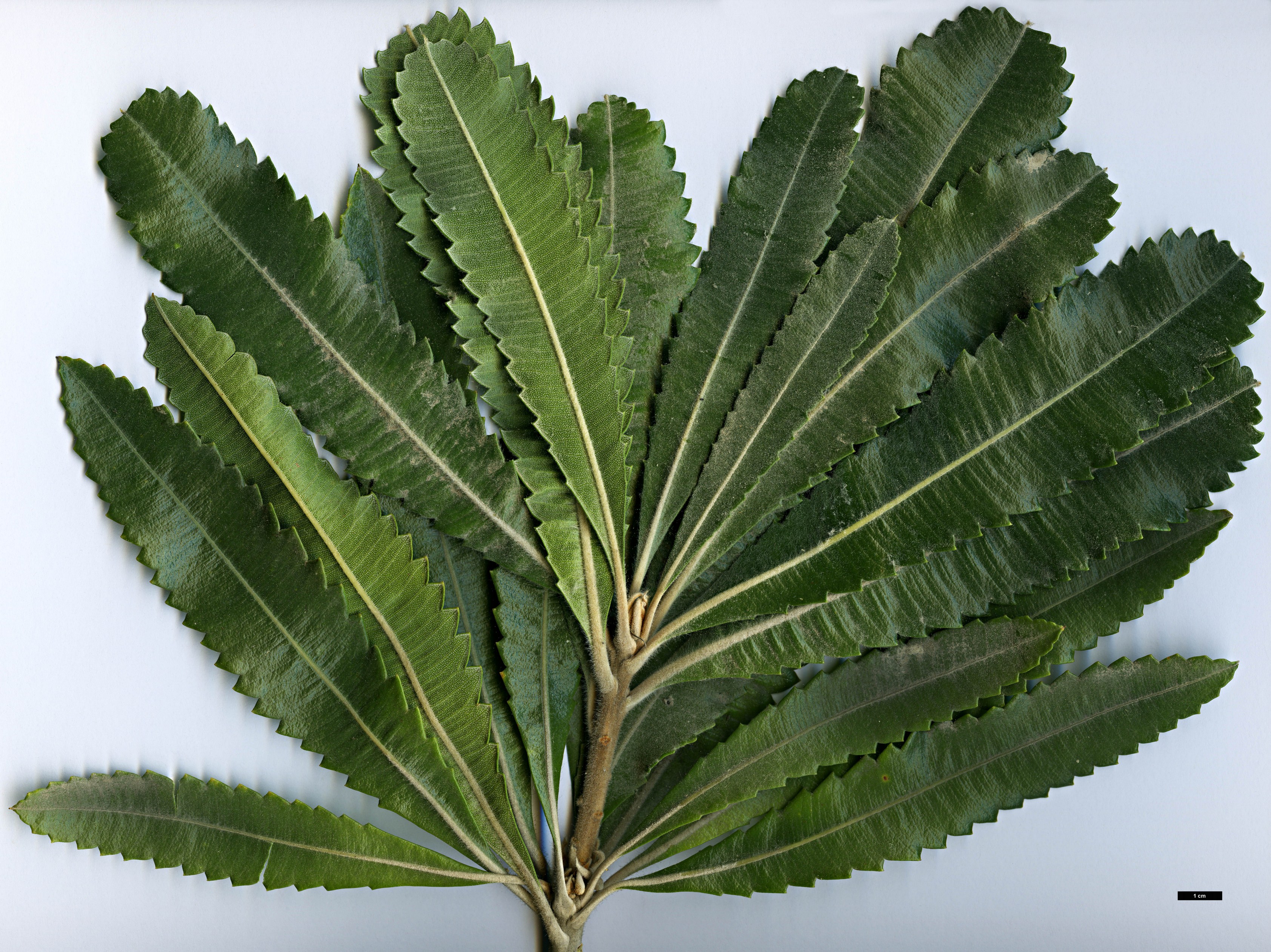 High resolution image: Family: Proteaceae - Genus: Banksia - Taxon: serrata