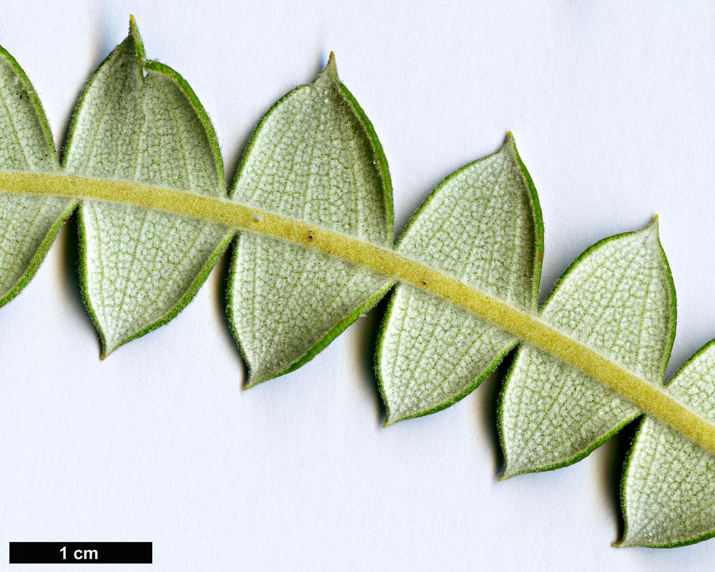 High resolution image: Family: Proteaceae - Genus: Banksia - Taxon: speciosa