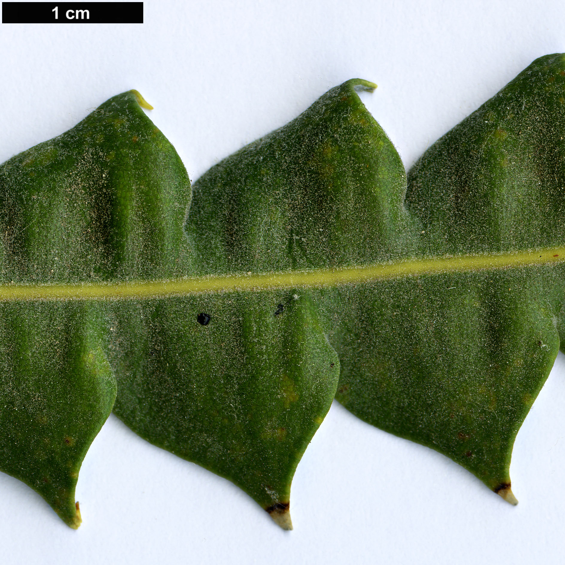 High resolution image: Family: Proteaceae - Genus: Banksia - Taxon: victoriae