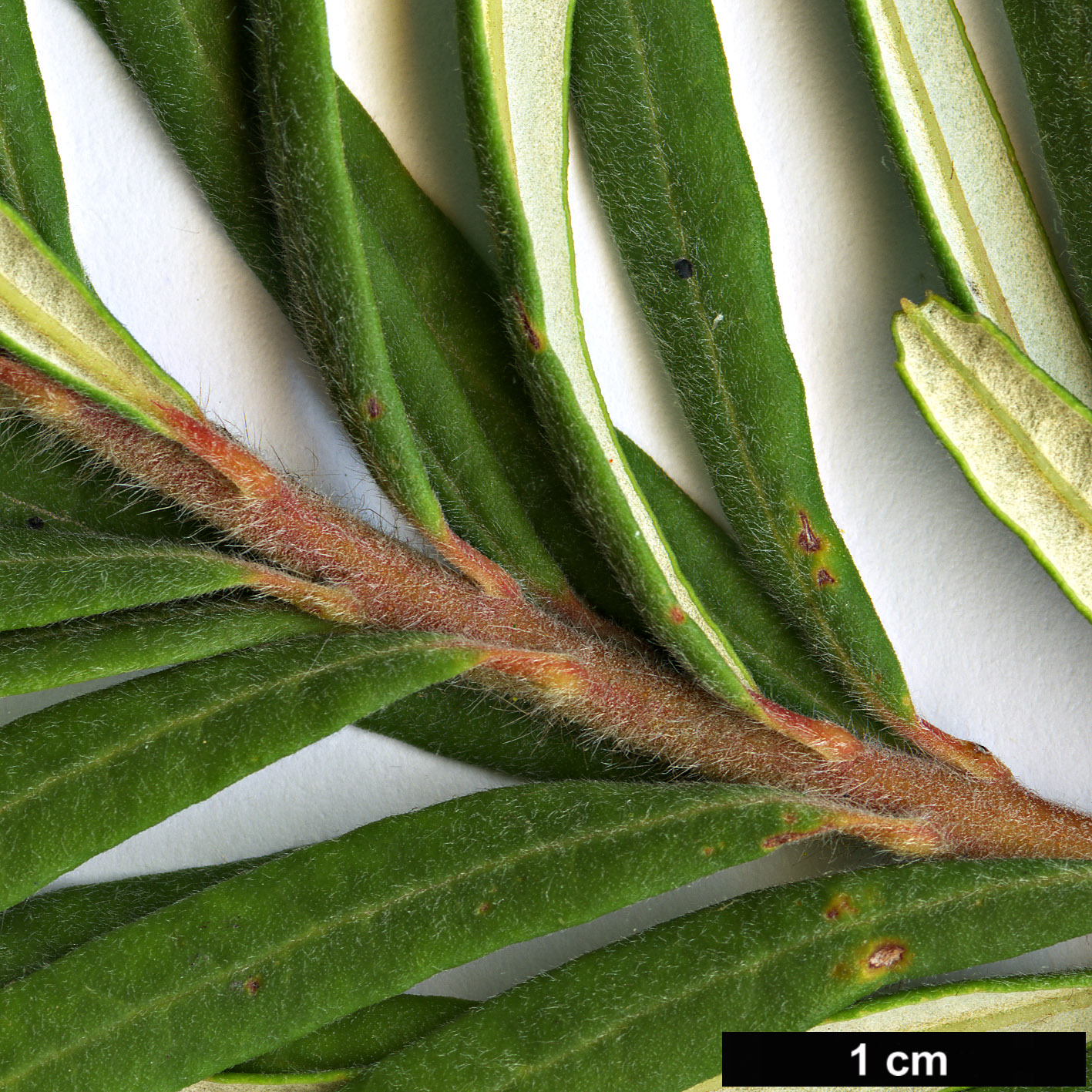 High resolution image: Family: Proteaceae - Genus: Banksia - Taxon: vincentia