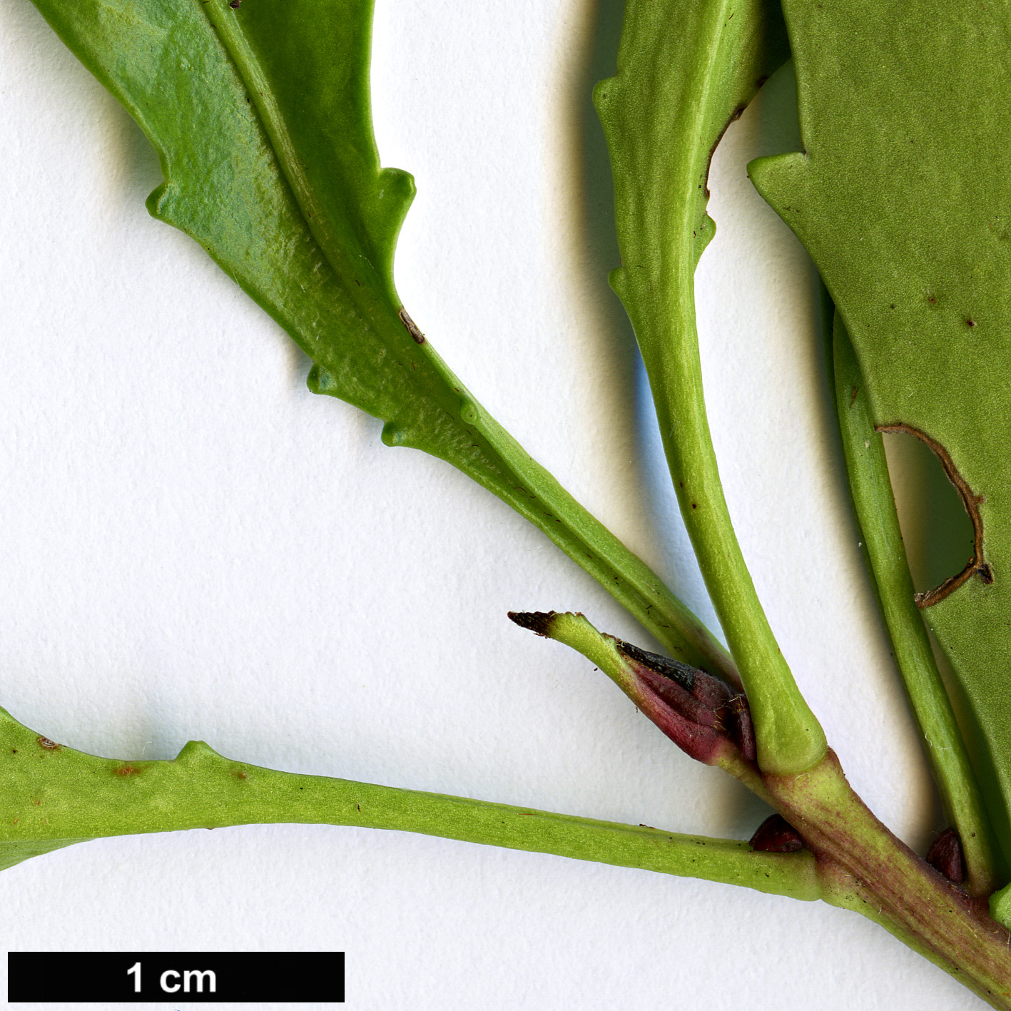 High resolution image: Family: Proteaceae - Genus: Cenarrhenes - Taxon: nitida