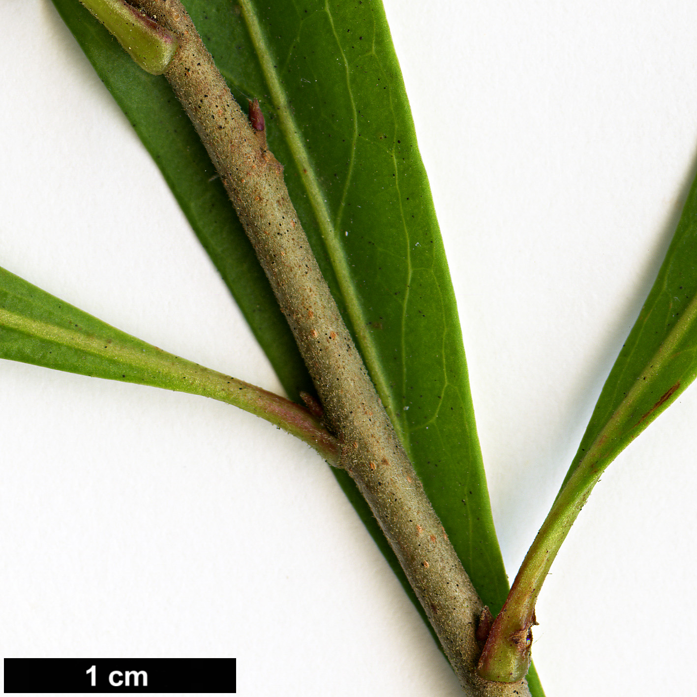 High resolution image: Family: Proteaceae - Genus: Embothrium - Taxon: coccineum