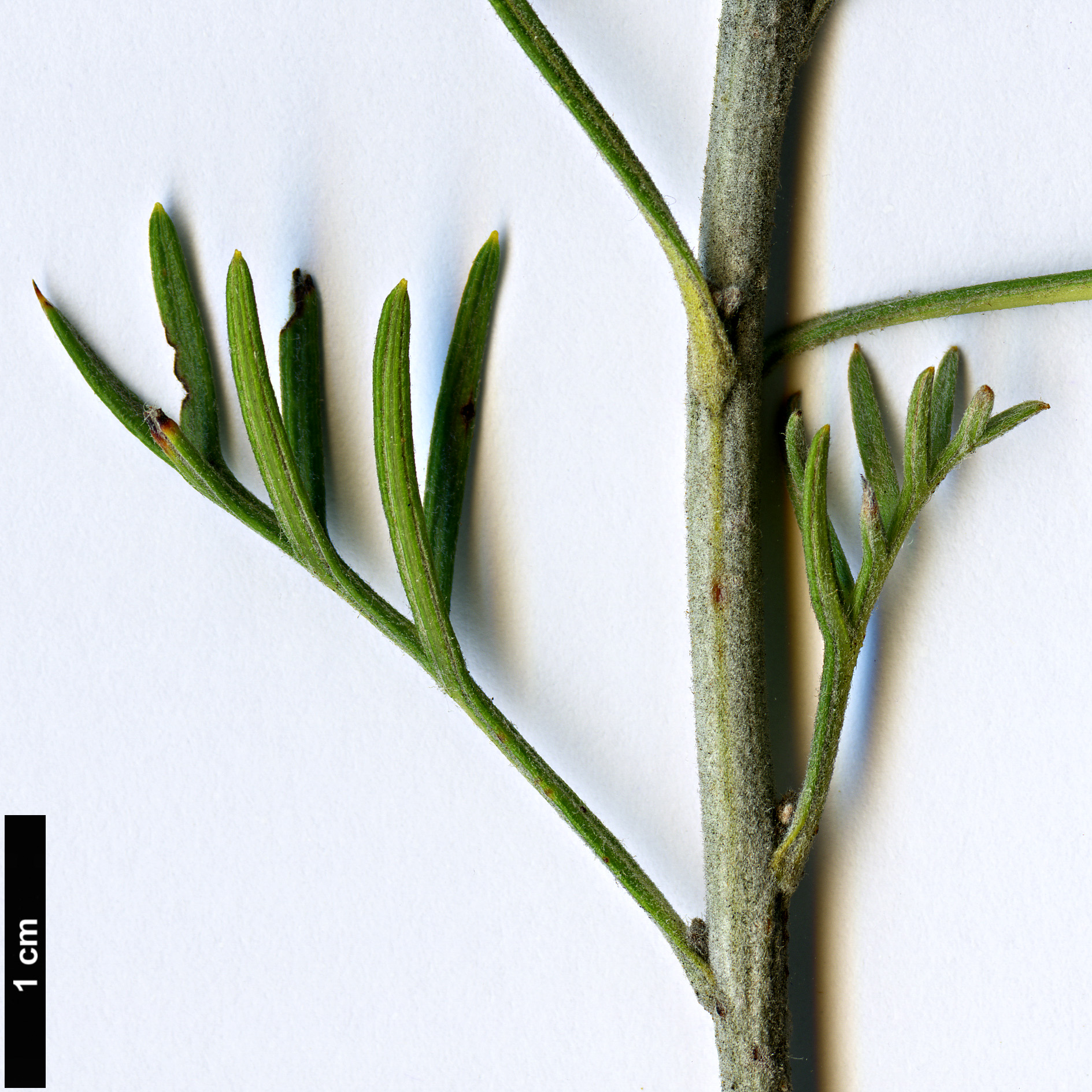 High resolution image: Family: Proteaceae - Genus: Grevillea - Taxon: armigera