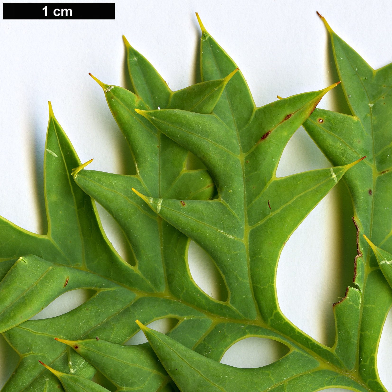 High resolution image: Family: Proteaceae - Genus: Grevillea - Taxon: bipinnatifida