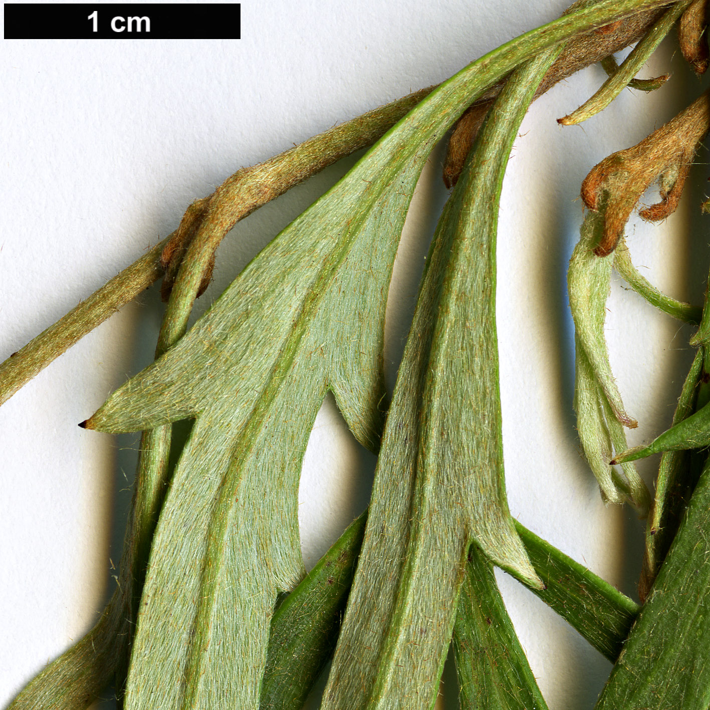 High resolution image: Family: Proteaceae - Genus: Grevillea - Taxon: cirsiifolia