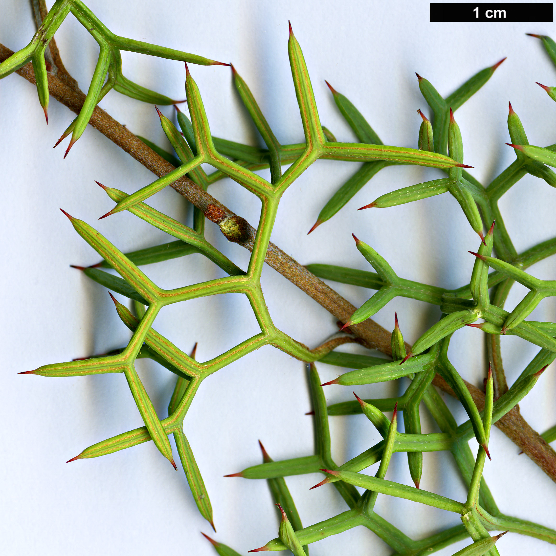 High resolution image: Family: Proteaceae - Genus: Grevillea - Taxon: georgeana