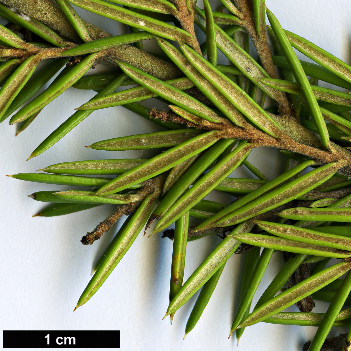 High resolution image: Family: Proteaceae - Genus: Grevillea - Taxon: juniperina - SpeciesSub: ‘Molonglo’