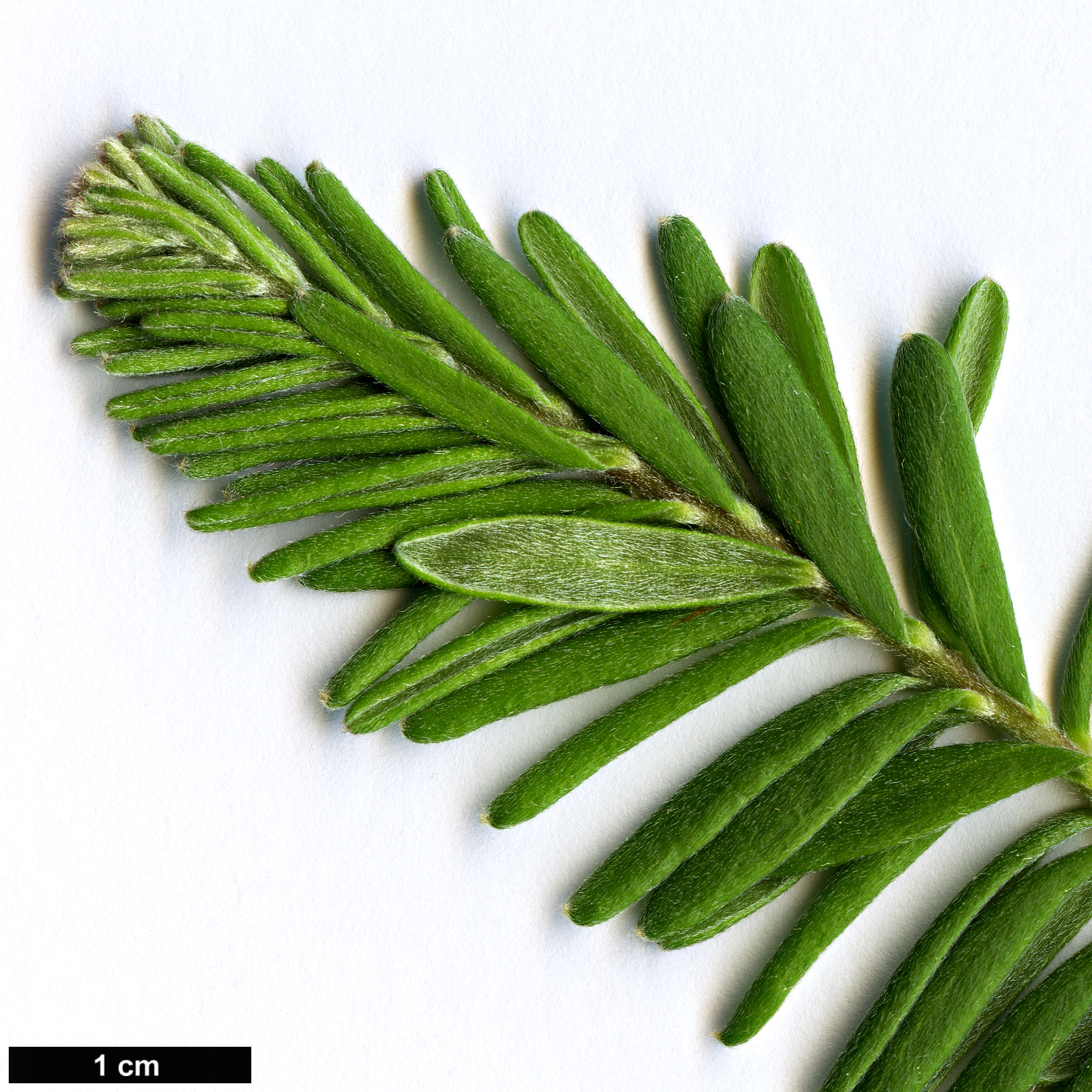 High resolution image: Family: Proteaceae - Genus: Grevillea - Taxon: lanigera