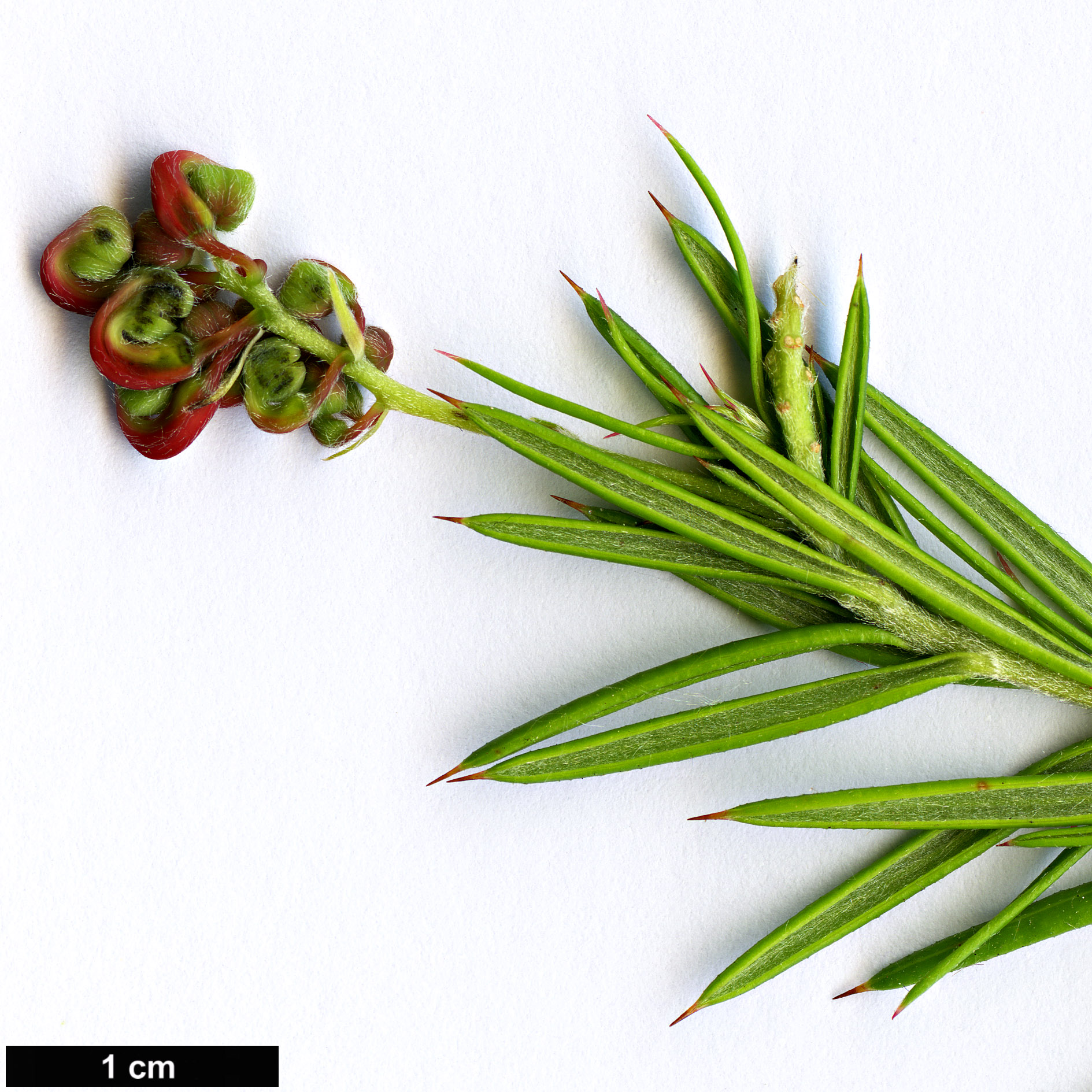 High resolution image: Family: Proteaceae - Genus: Grevillea - Taxon: lavandulacea