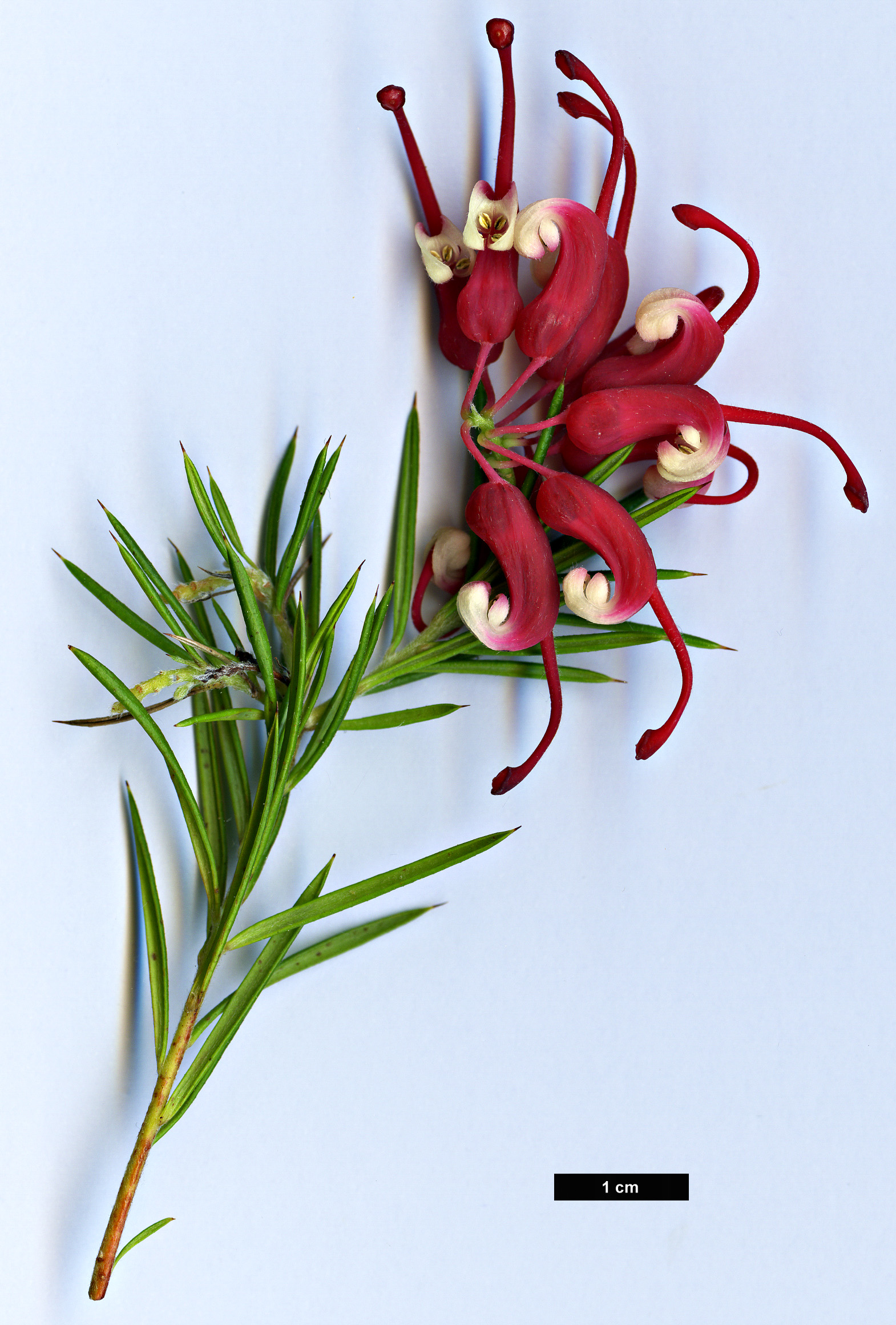 High resolution image: Family: Proteaceae - Genus: Grevillea - Taxon: lavandulacea