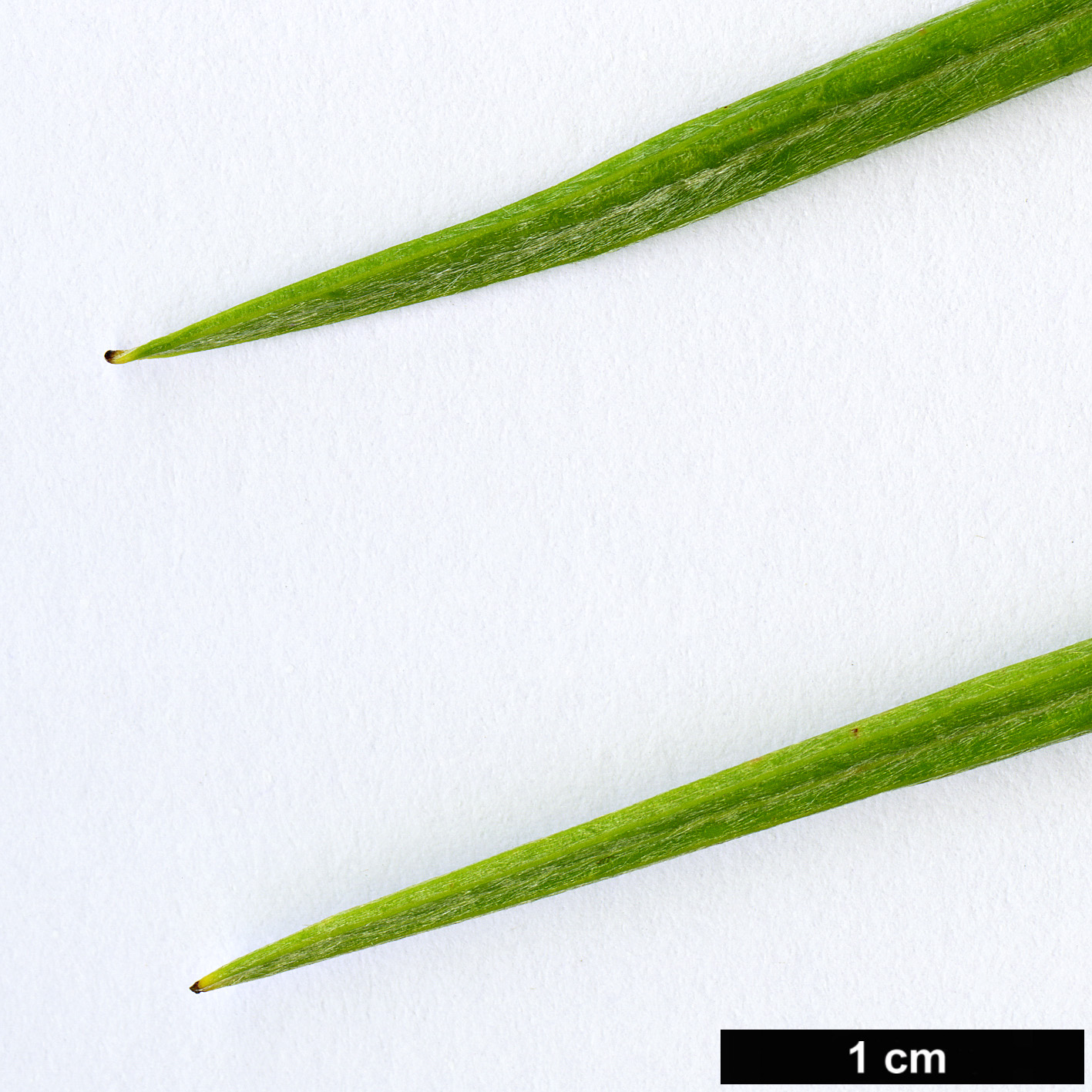 High resolution image: Family: Proteaceae - Genus: Grevillea - Taxon: pteridifolia