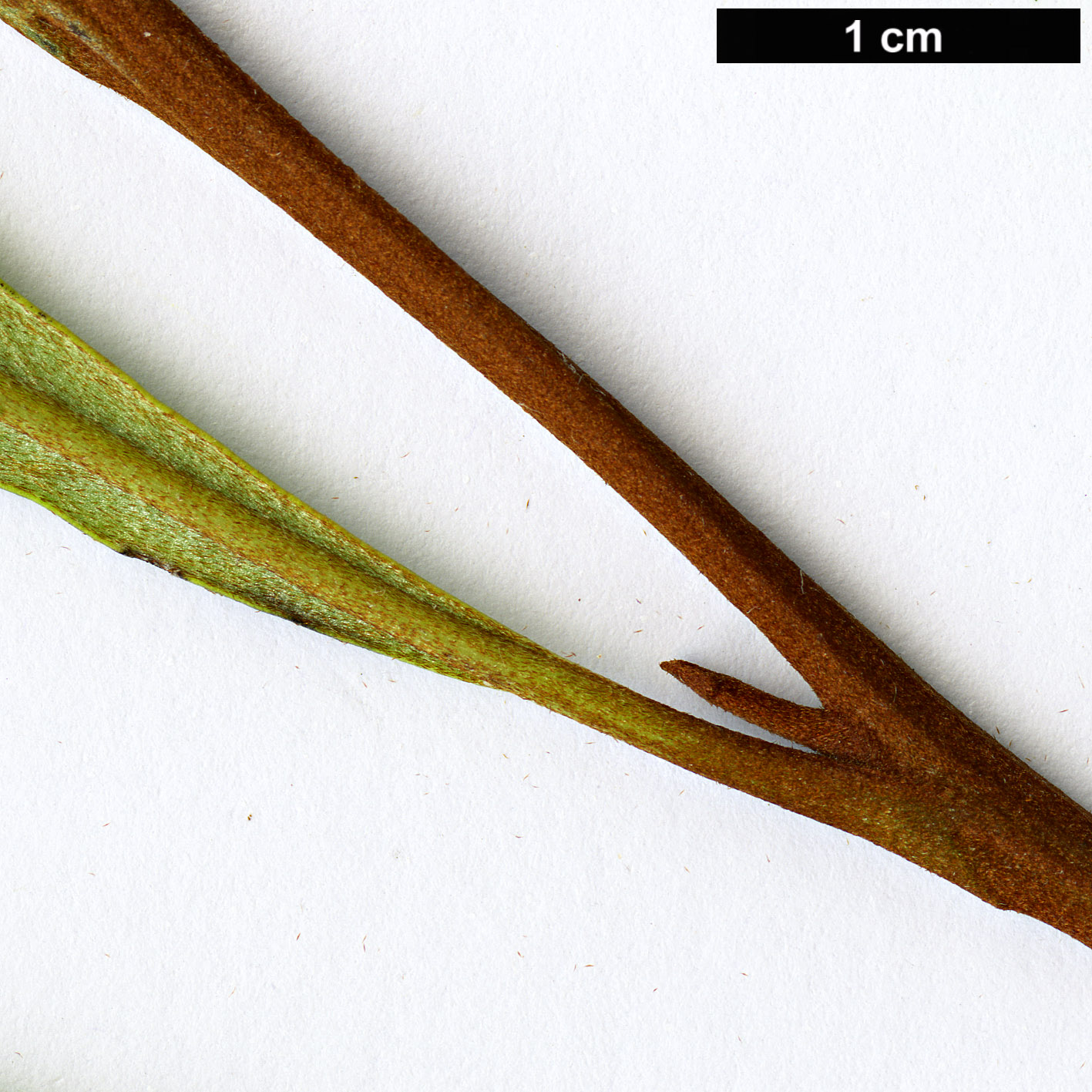 High resolution image: Family: Proteaceae - Genus: Grevillea - Taxon: venusta