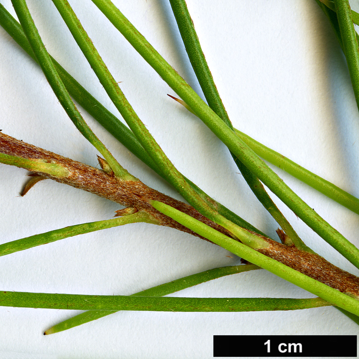 High resolution image: Family: Proteaceae - Genus: Hakea - Taxon: actites