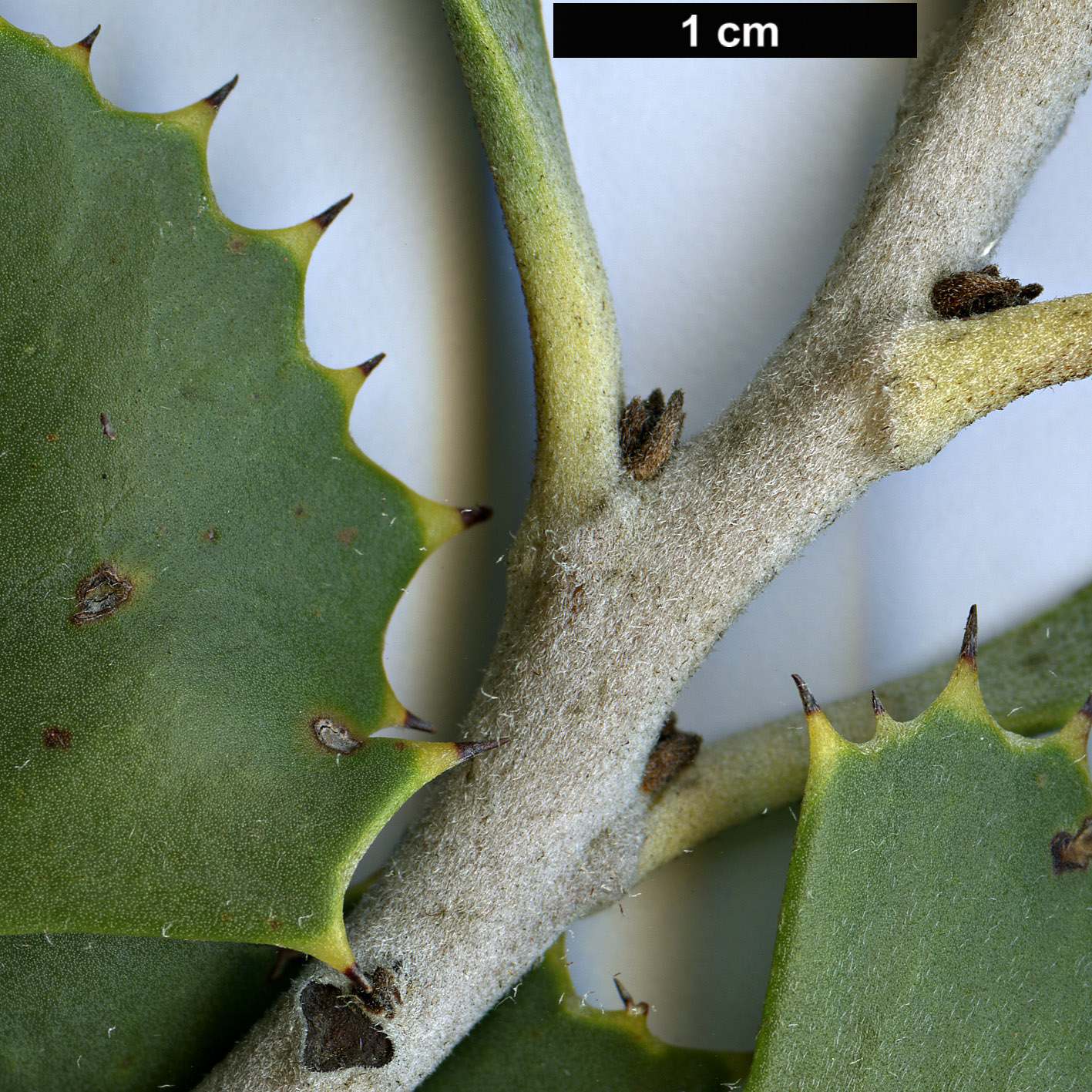 High resolution image: Family: Proteaceae - Genus: Hakea - Taxon: baxteri