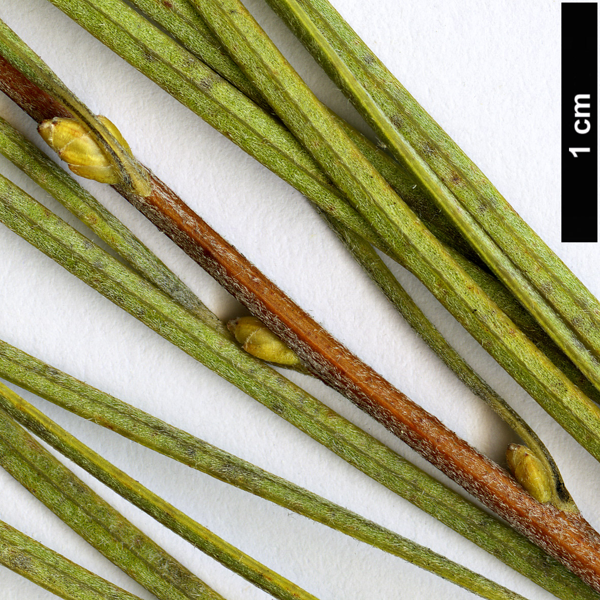 High resolution image: Family: Proteaceae - Genus: Hakea - Taxon: bucculenta