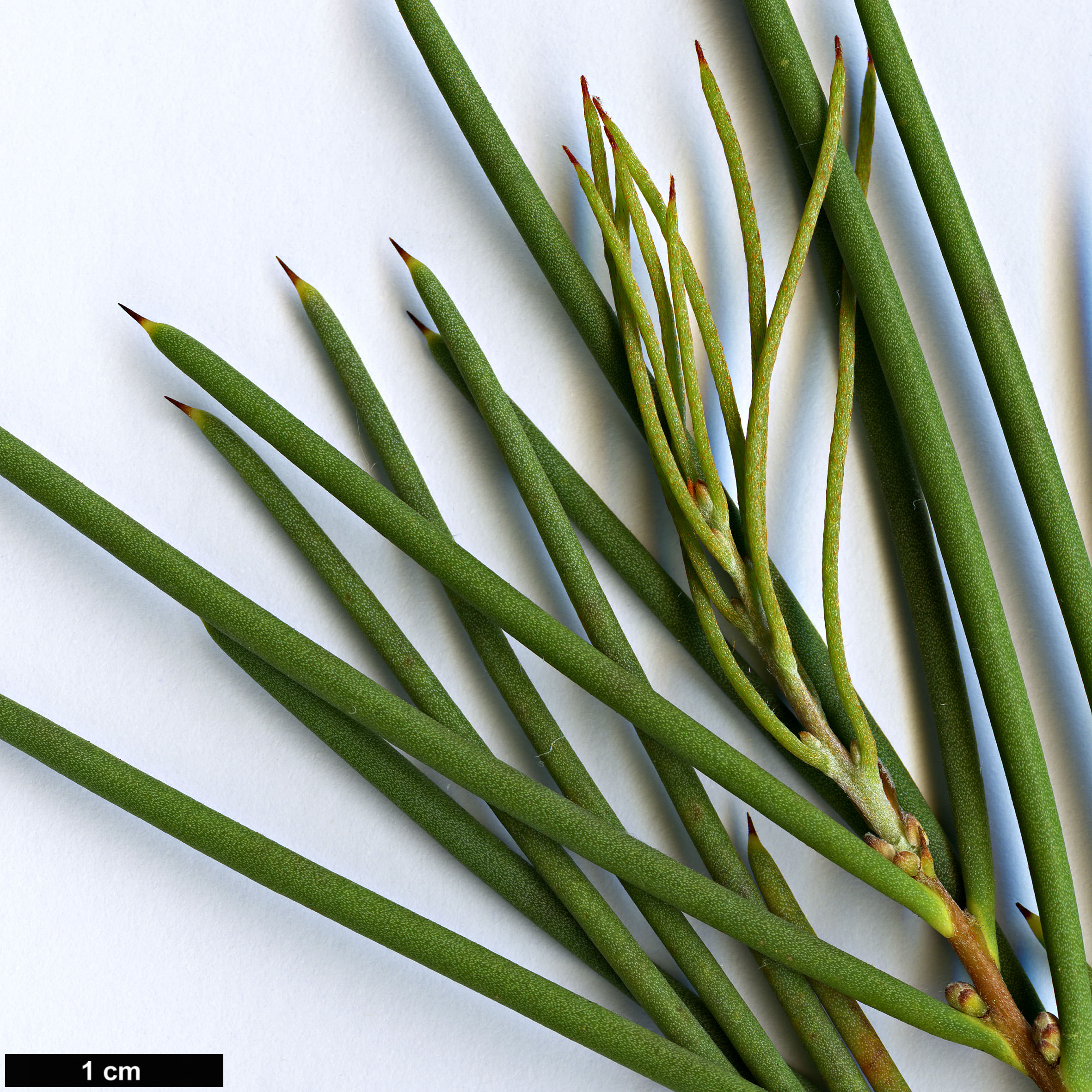 High resolution image: Family: Proteaceae - Genus: Hakea - Taxon: cycloptera