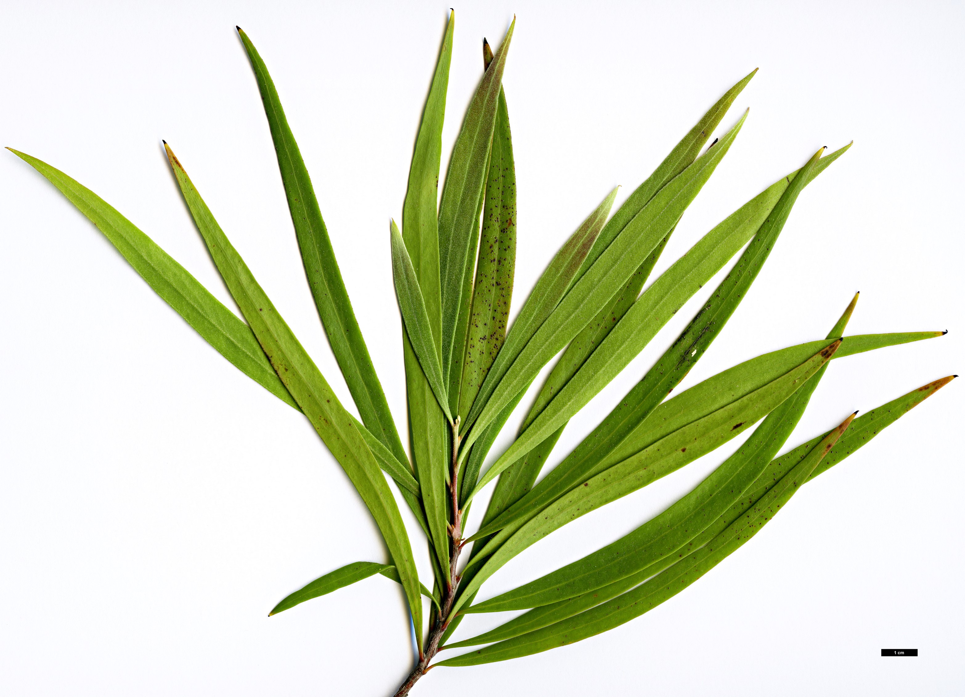 High resolution image: Family: Proteaceae - Genus: Hakea - Taxon: eriantha