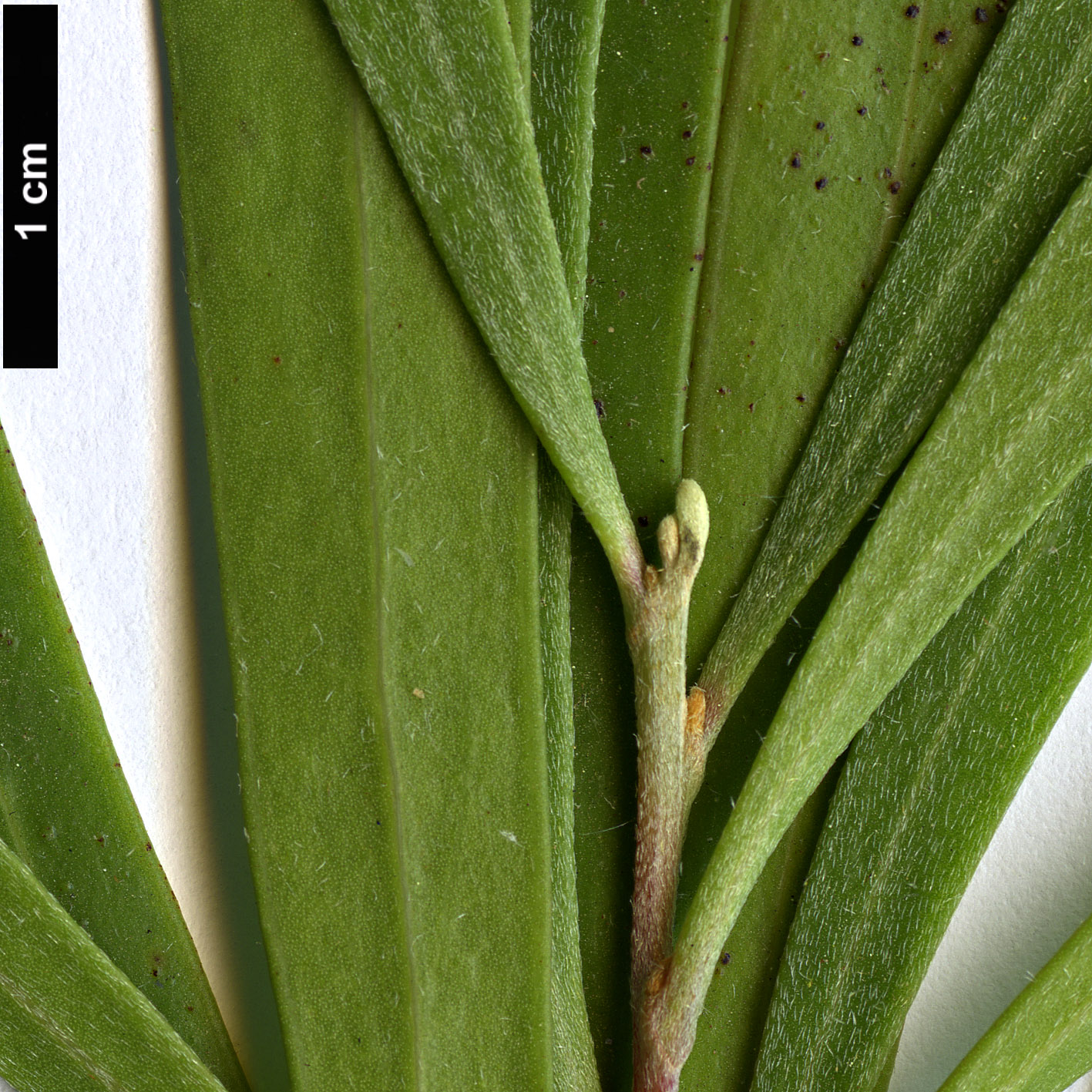 High resolution image: Family: Proteaceae - Genus: Hakea - Taxon: eriantha