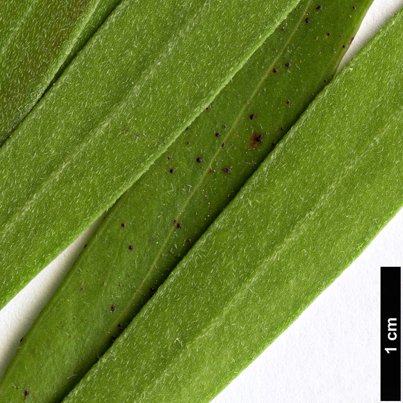 High resolution image: Family: Proteaceae - Genus: Hakea - Taxon: eriantha