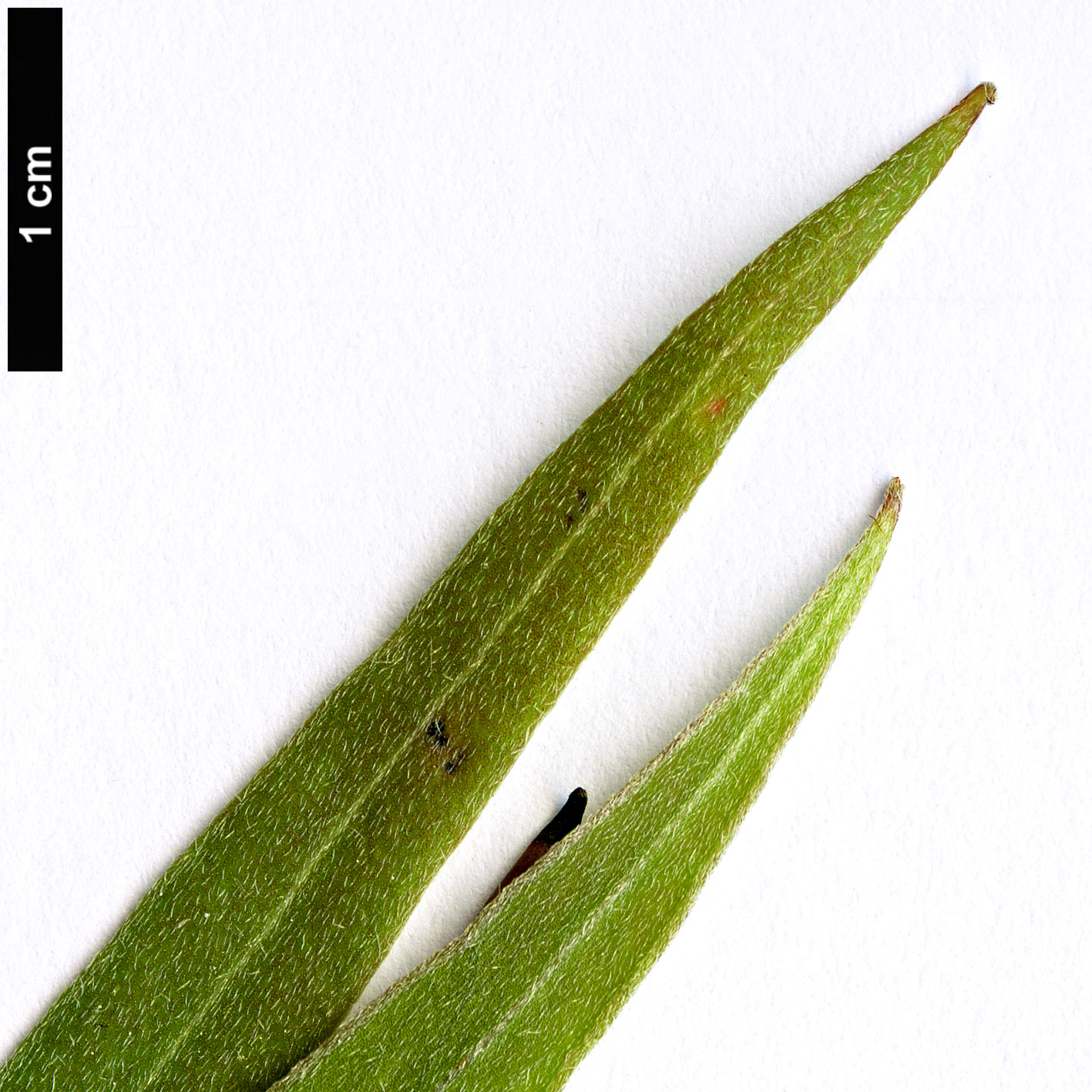 High resolution image: Family: Proteaceae - Genus: Hakea - Taxon: eriantha