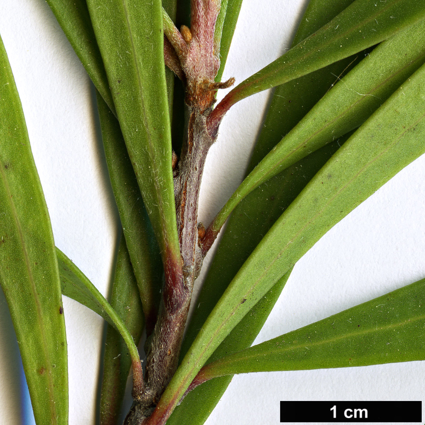 High resolution image: Family: Proteaceae - Genus: Hakea - Taxon: eriantha