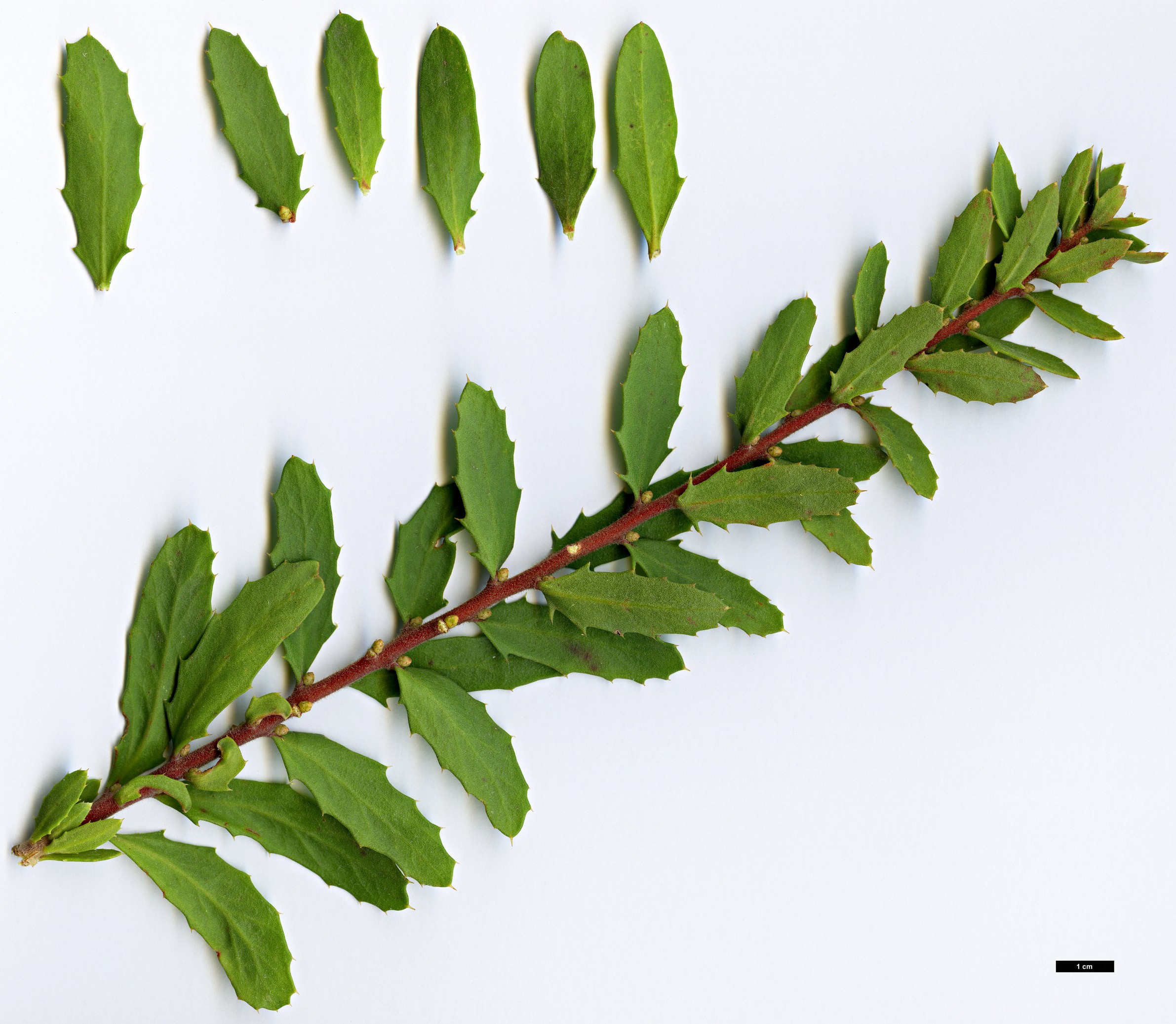 High resolution image: Family: Proteaceae - Genus: Hakea - Taxon: florida