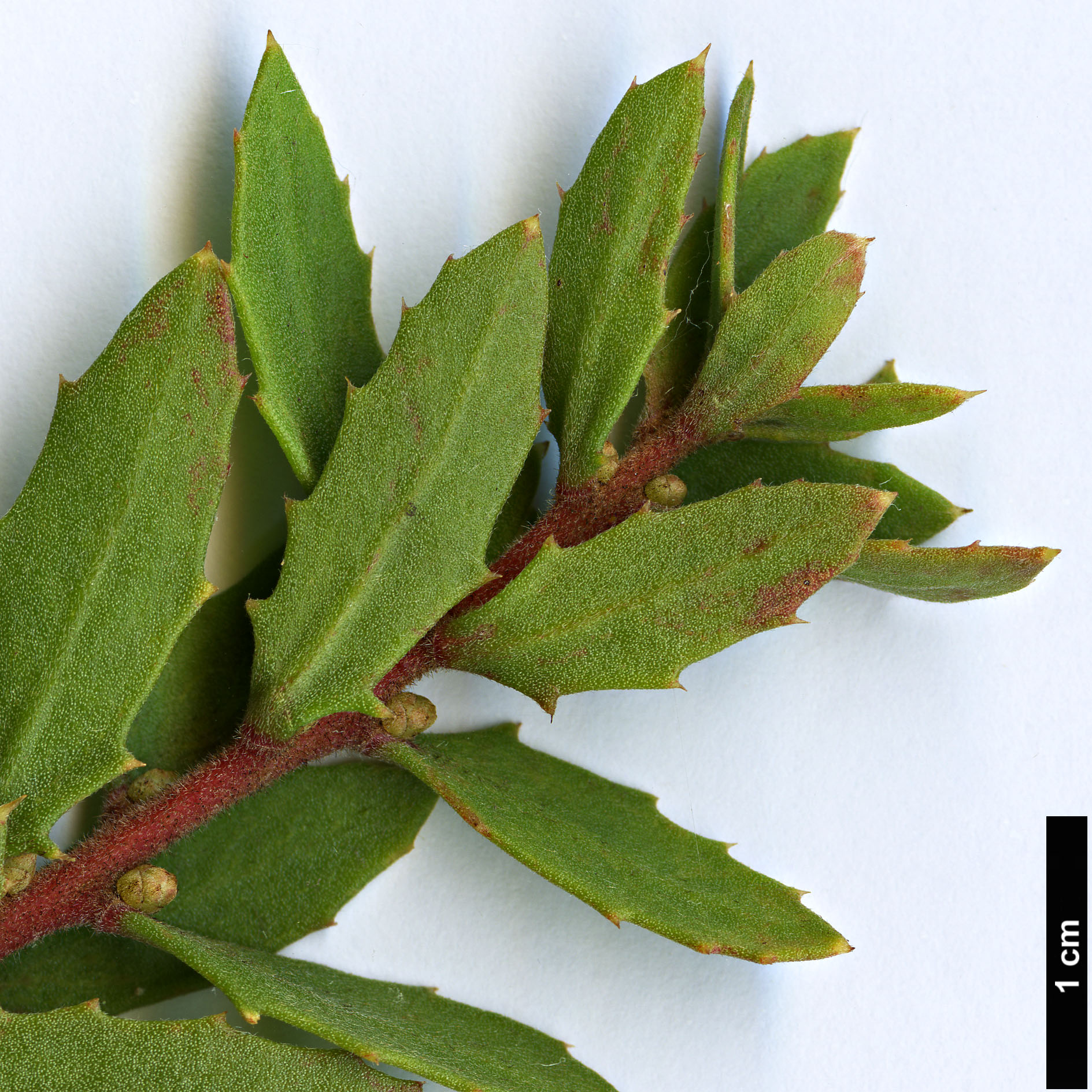 High resolution image: Family: Proteaceae - Genus: Hakea - Taxon: florida