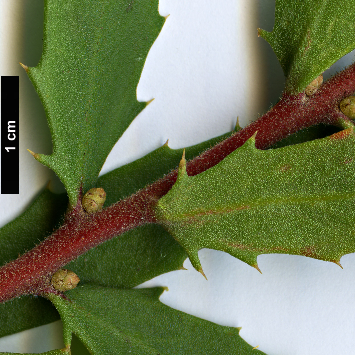 High resolution image: Family: Proteaceae - Genus: Hakea - Taxon: florida