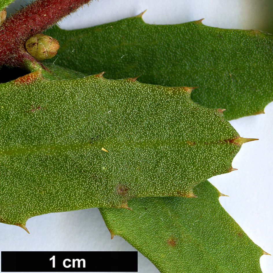 High resolution image: Family: Proteaceae - Genus: Hakea - Taxon: florida