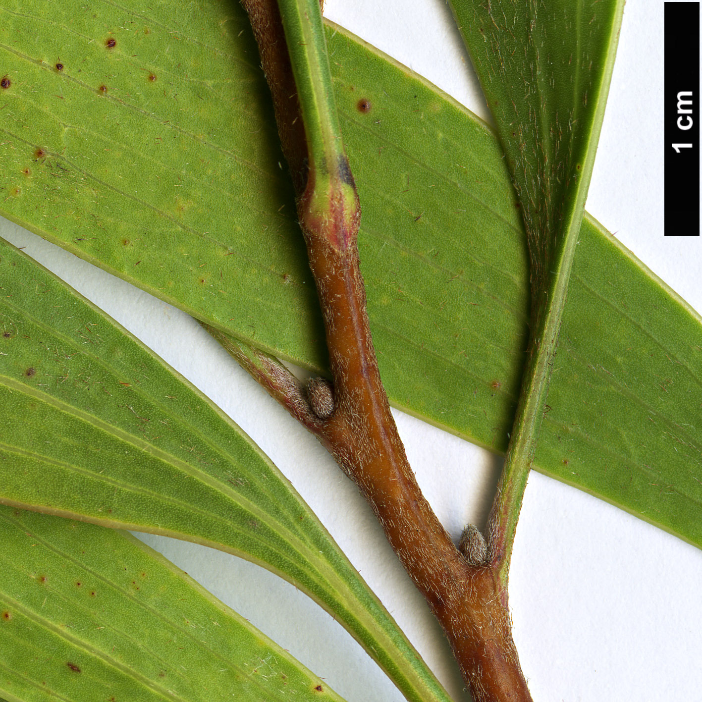 High resolution image: Family: Proteaceae - Genus: Hakea - Taxon: laurina