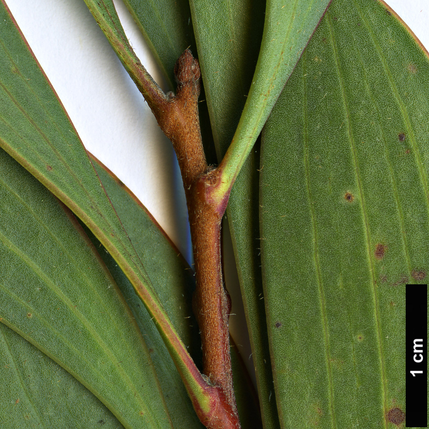 High resolution image: Family: Proteaceae - Genus: Hakea - Taxon: laurina