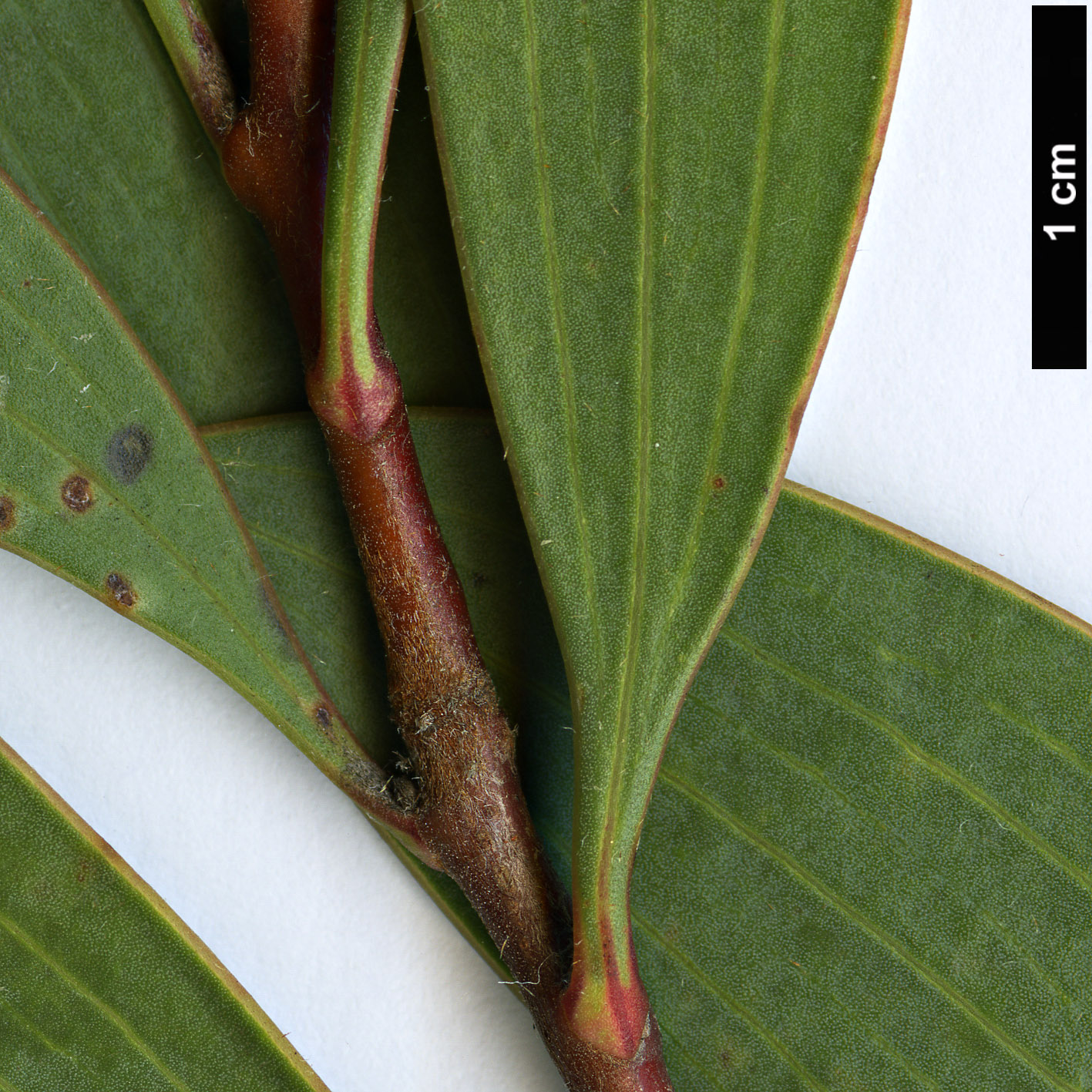 High resolution image: Family: Proteaceae - Genus: Hakea - Taxon: laurina