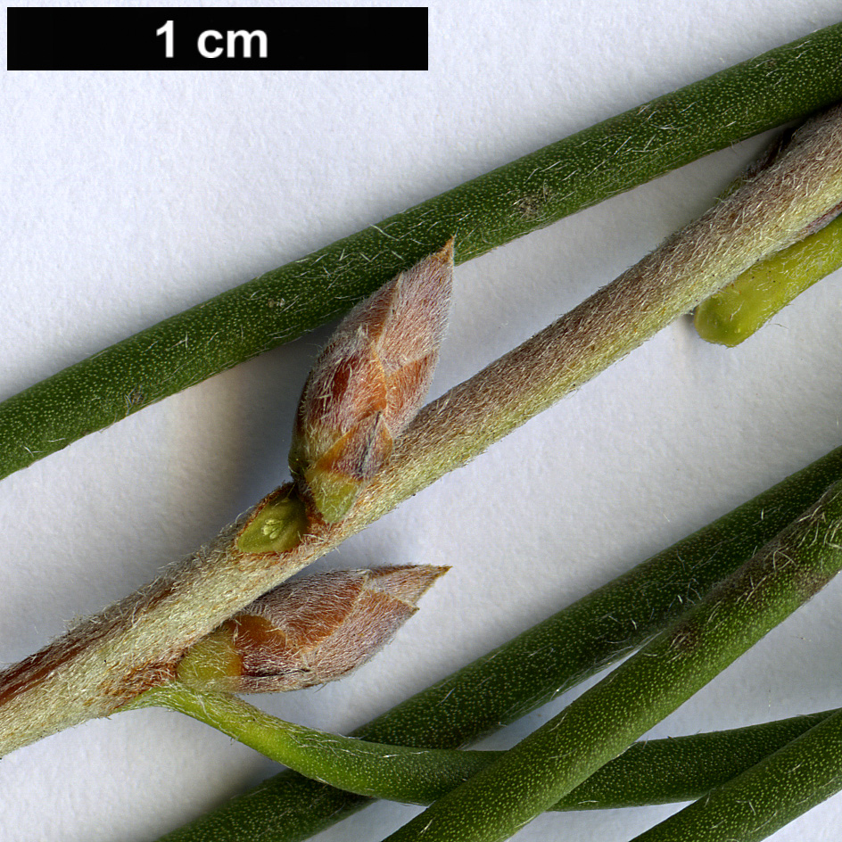 High resolution image: Family: Proteaceae - Genus: Hakea - Taxon: lissosperma