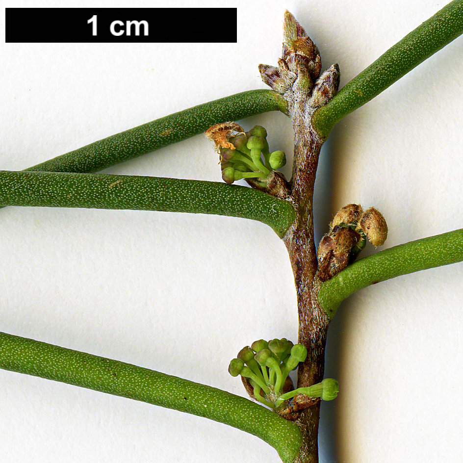 High resolution image: Family: Proteaceae - Genus: Hakea - Taxon: microcarpa