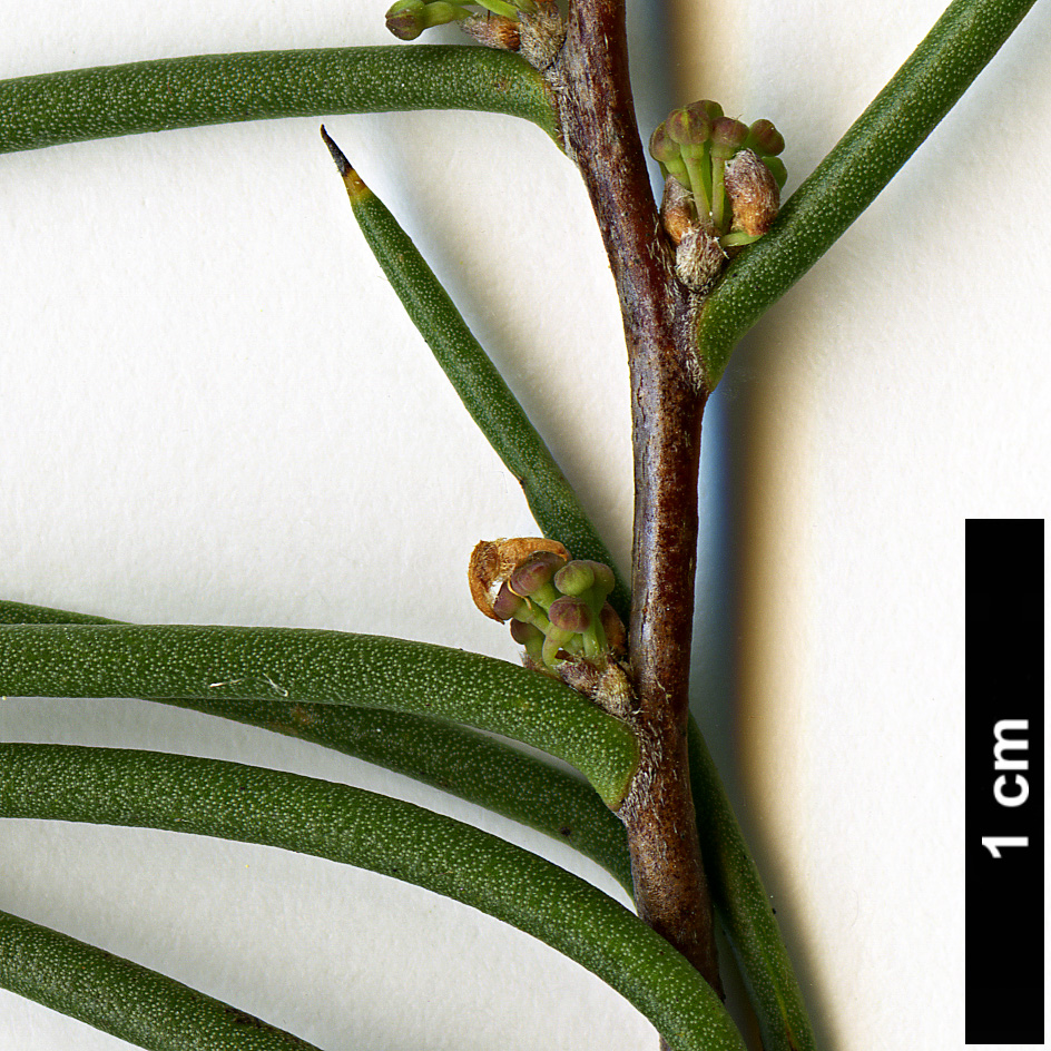 High resolution image: Family: Proteaceae - Genus: Hakea - Taxon: microcarpa