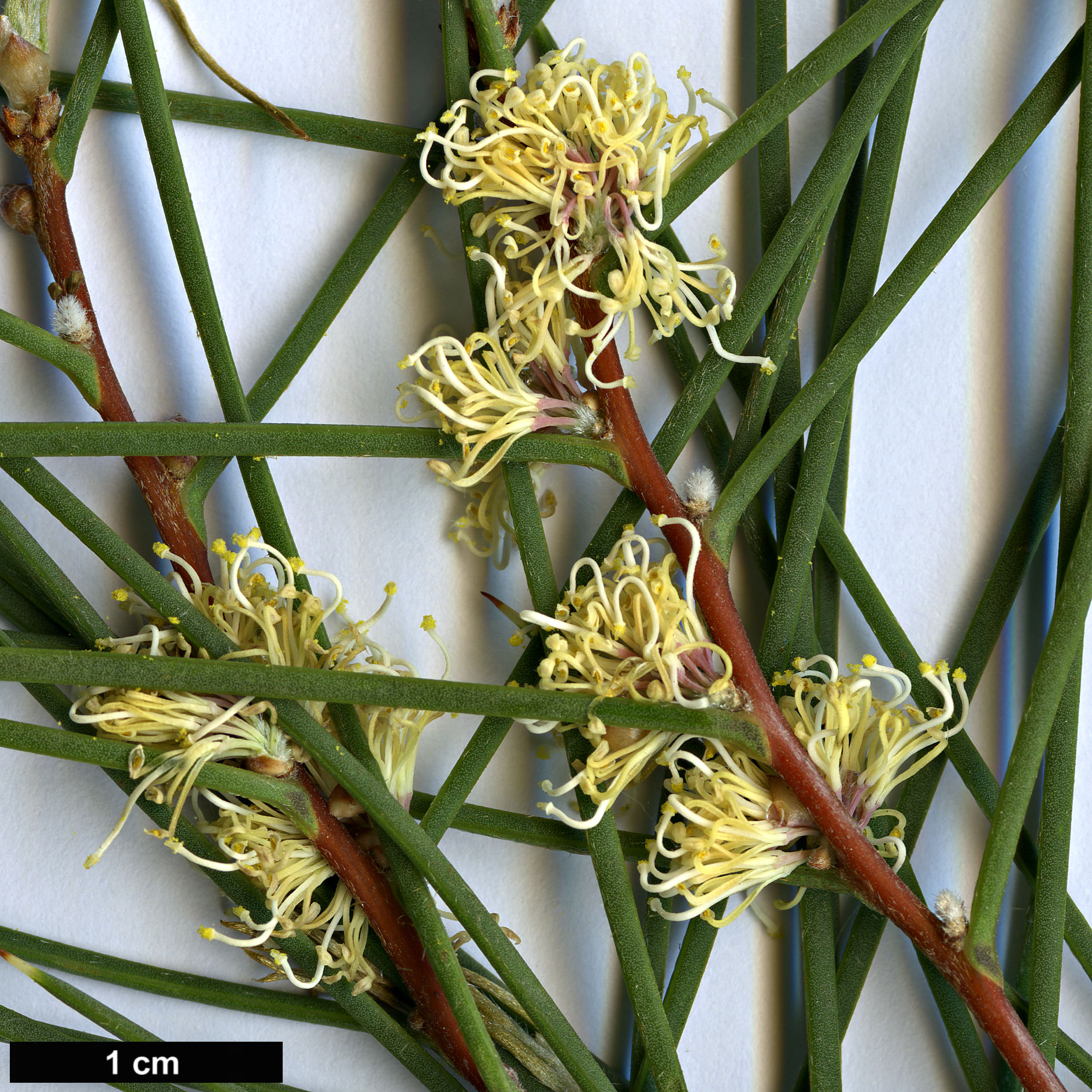 High resolution image: Family: Proteaceae - Genus: Hakea - Taxon: mitchellii