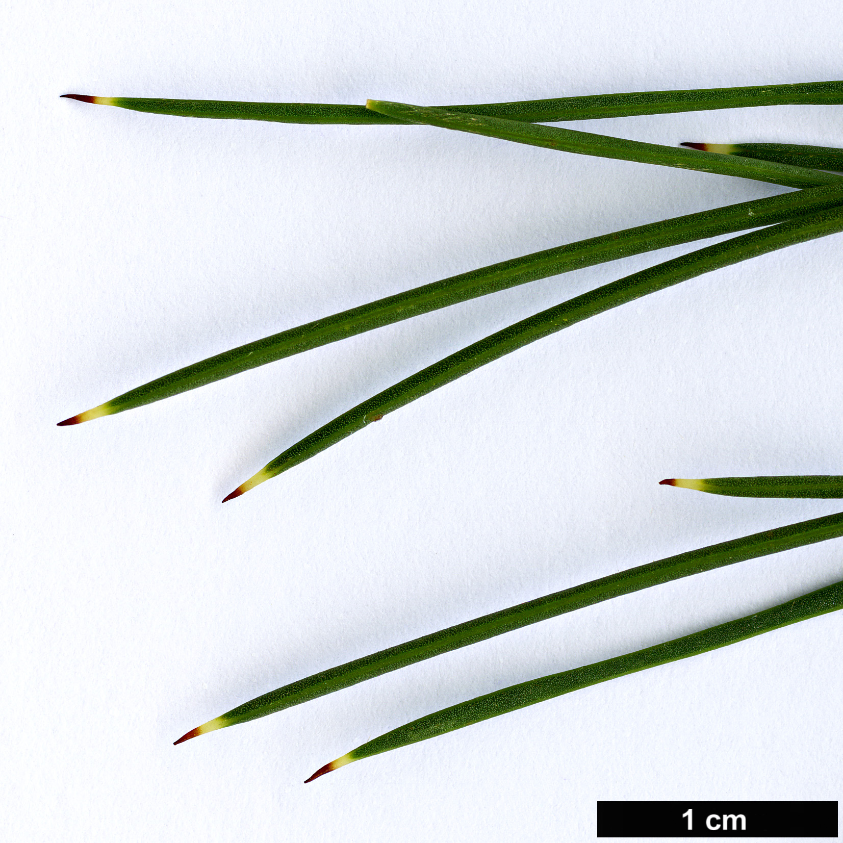 High resolution image: Family: Proteaceae - Genus: Hakea - Taxon: mitchellii