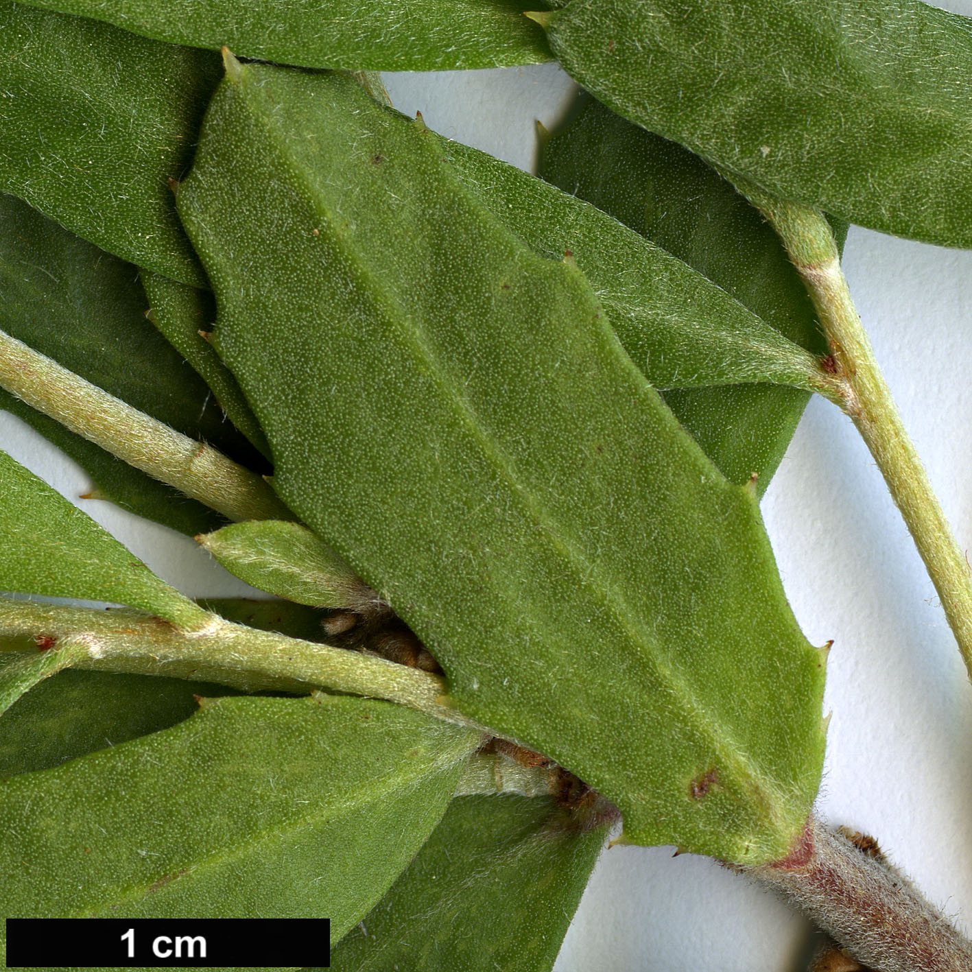 High resolution image: Family: Proteaceae - Genus: Hakea - Taxon: oleifolia