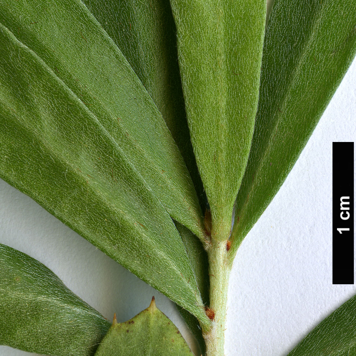 High resolution image: Family: Proteaceae - Genus: Hakea - Taxon: oleifolia