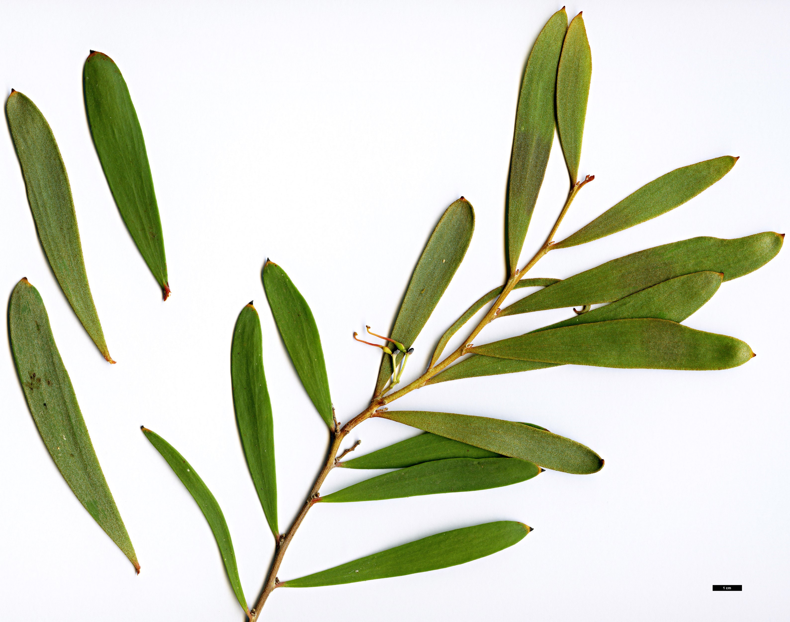 High resolution image: Family: Proteaceae - Genus: Hakea - Taxon: pandanicarpa