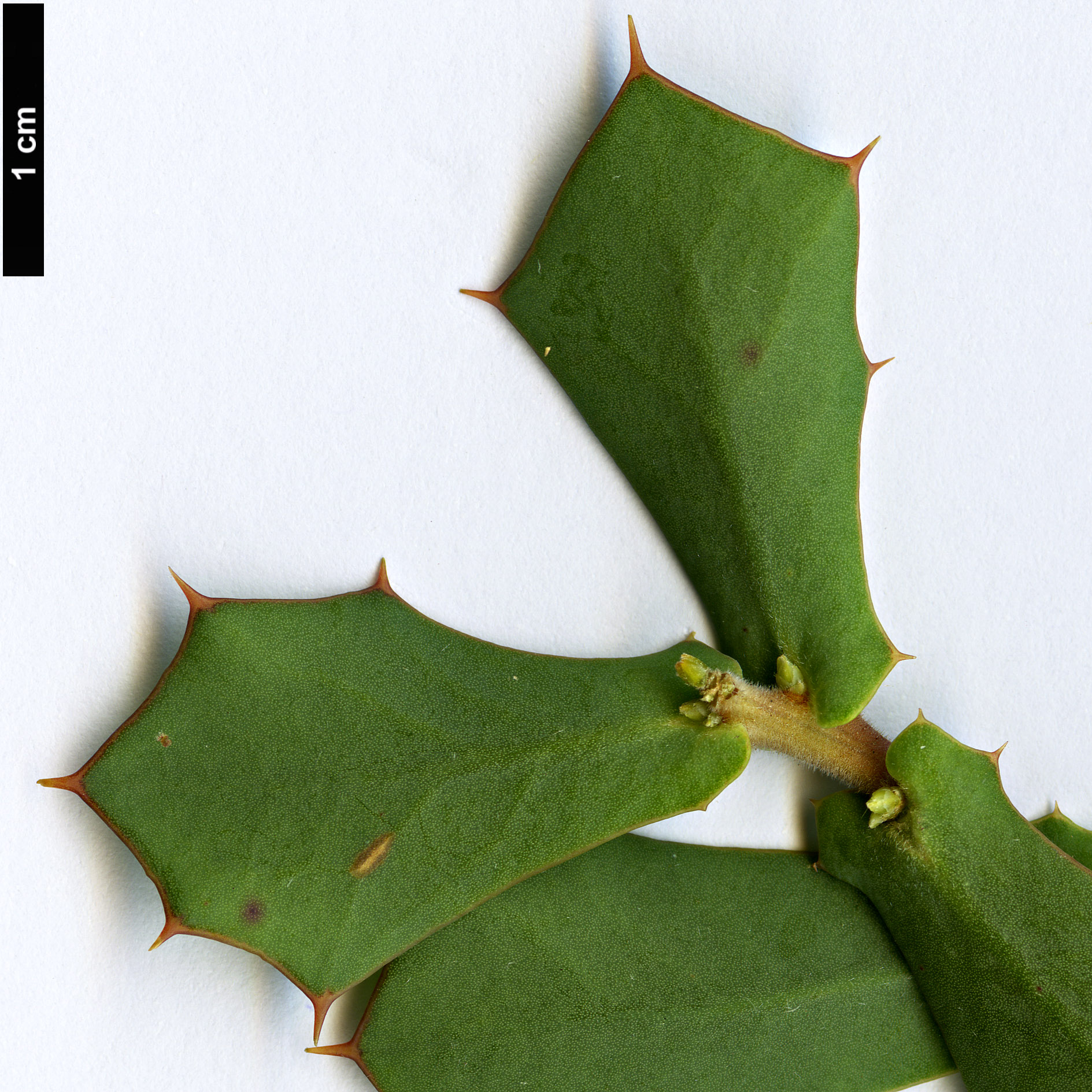 High resolution image: Family: Proteaceae - Genus: Hakea - Taxon: pritzelii