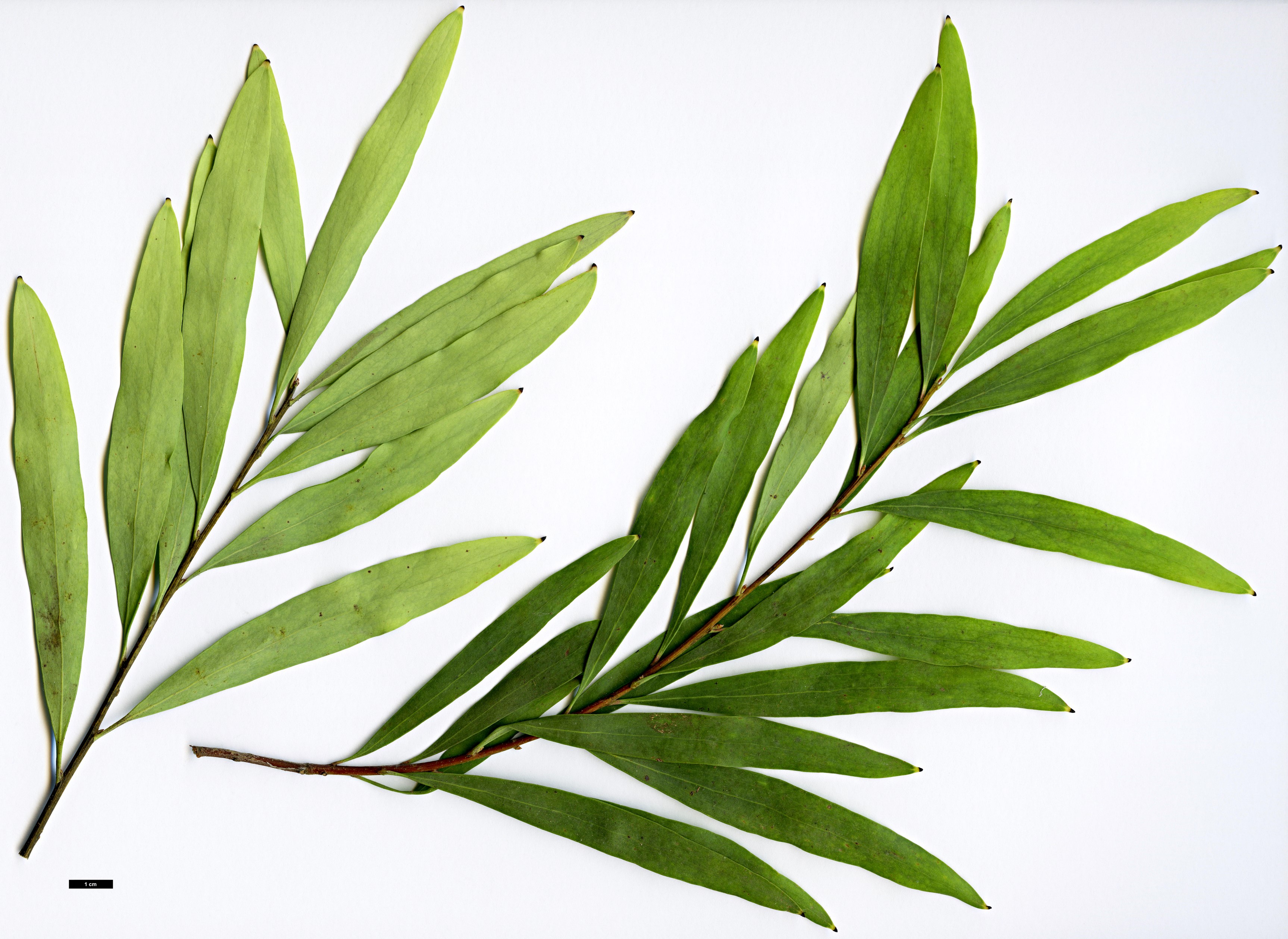 High resolution image: Family: Proteaceae - Genus: Hakea - Taxon: salicifolia