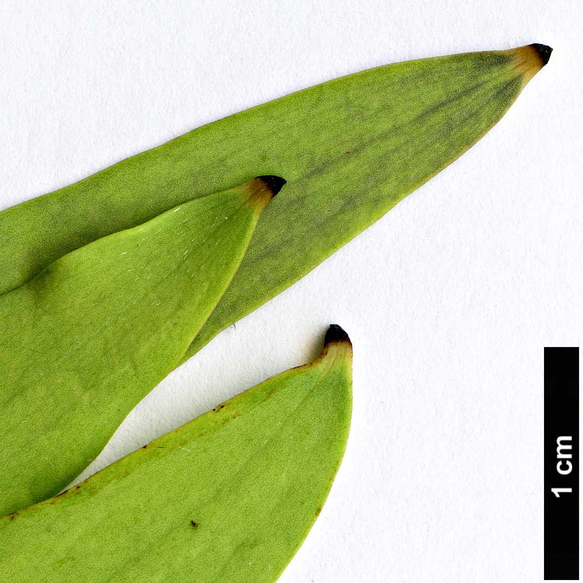 High resolution image: Family: Proteaceae - Genus: Hakea - Taxon: salicifolia